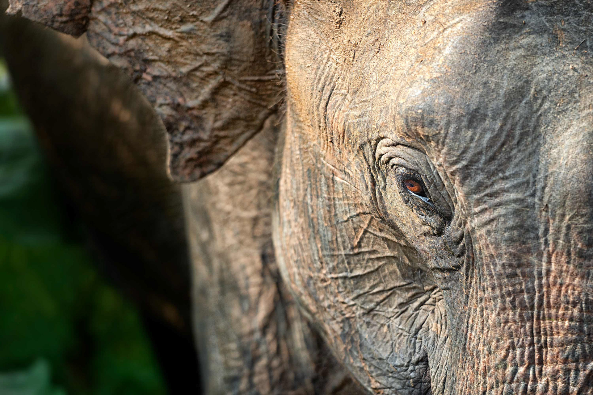 animal, Sri Lankan elephant, Udawalawa, Sri Lanka)