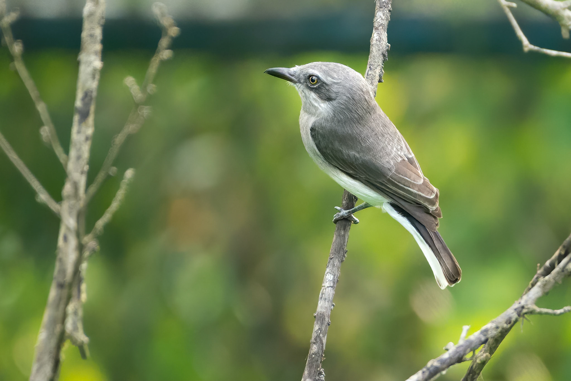 Sri Lanka Woodshrike (Habarana, Sri Lanka)