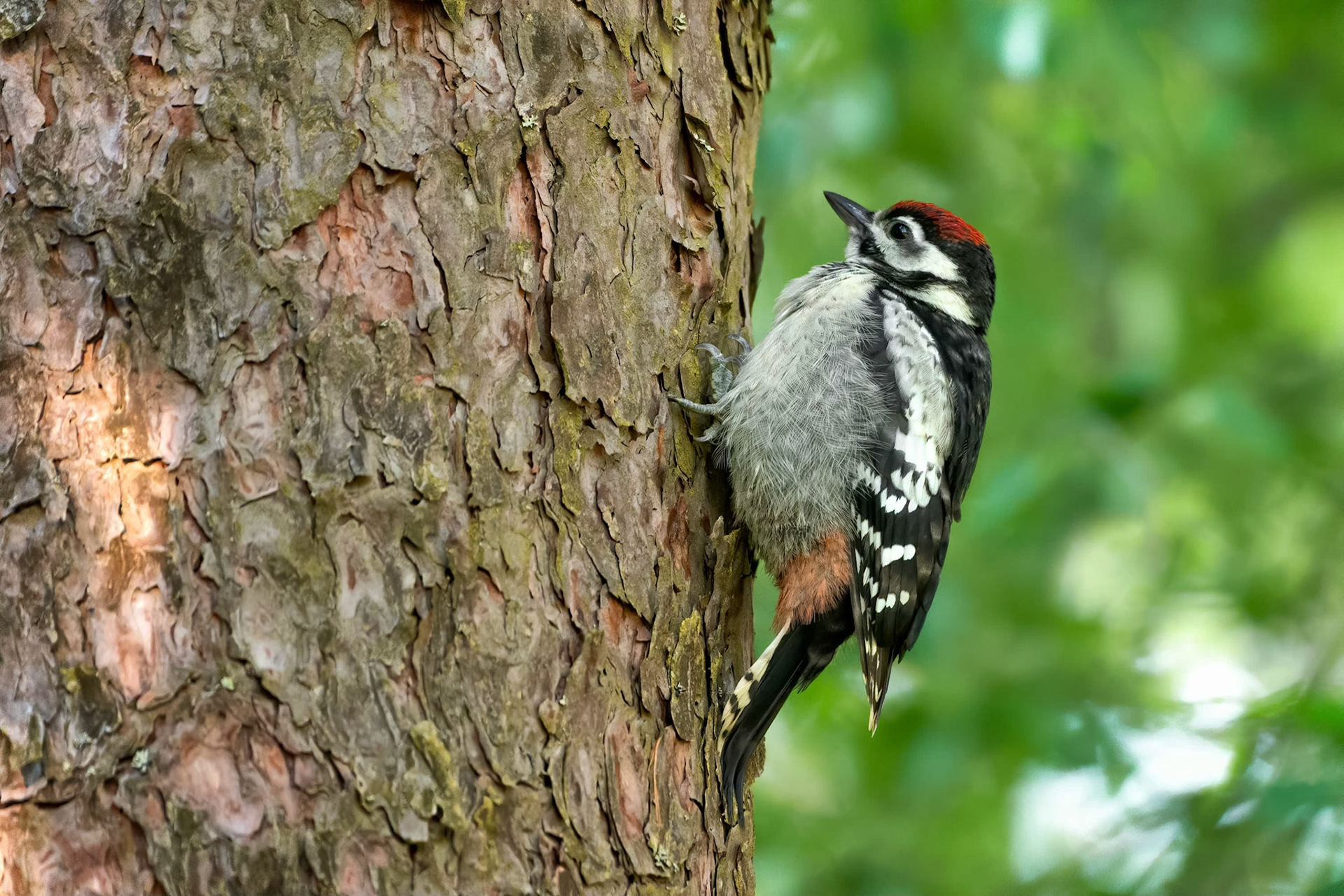 Great Spotted Woodpecker (Masku, Finland)