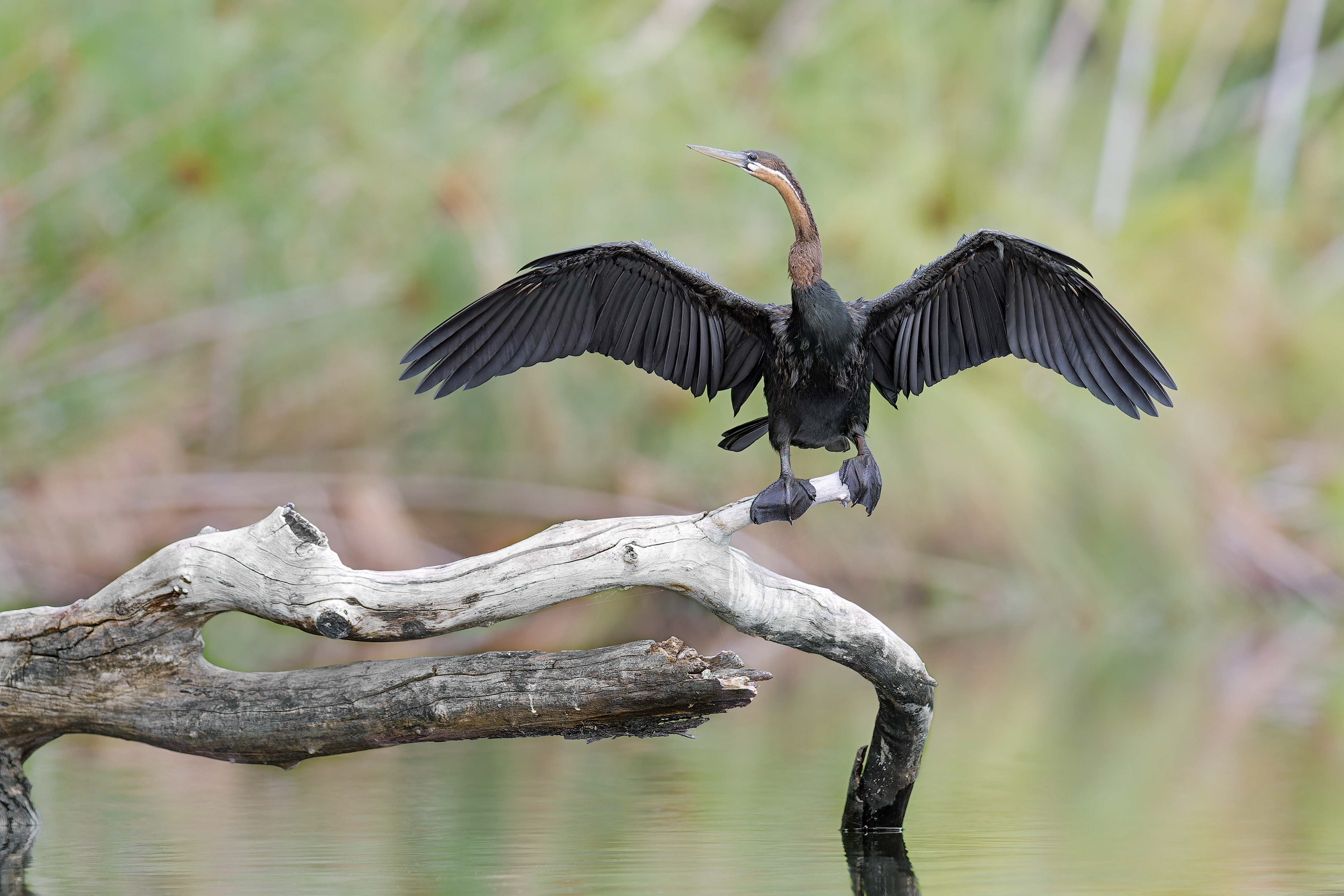 African Darter (Shakawe, Botswana)