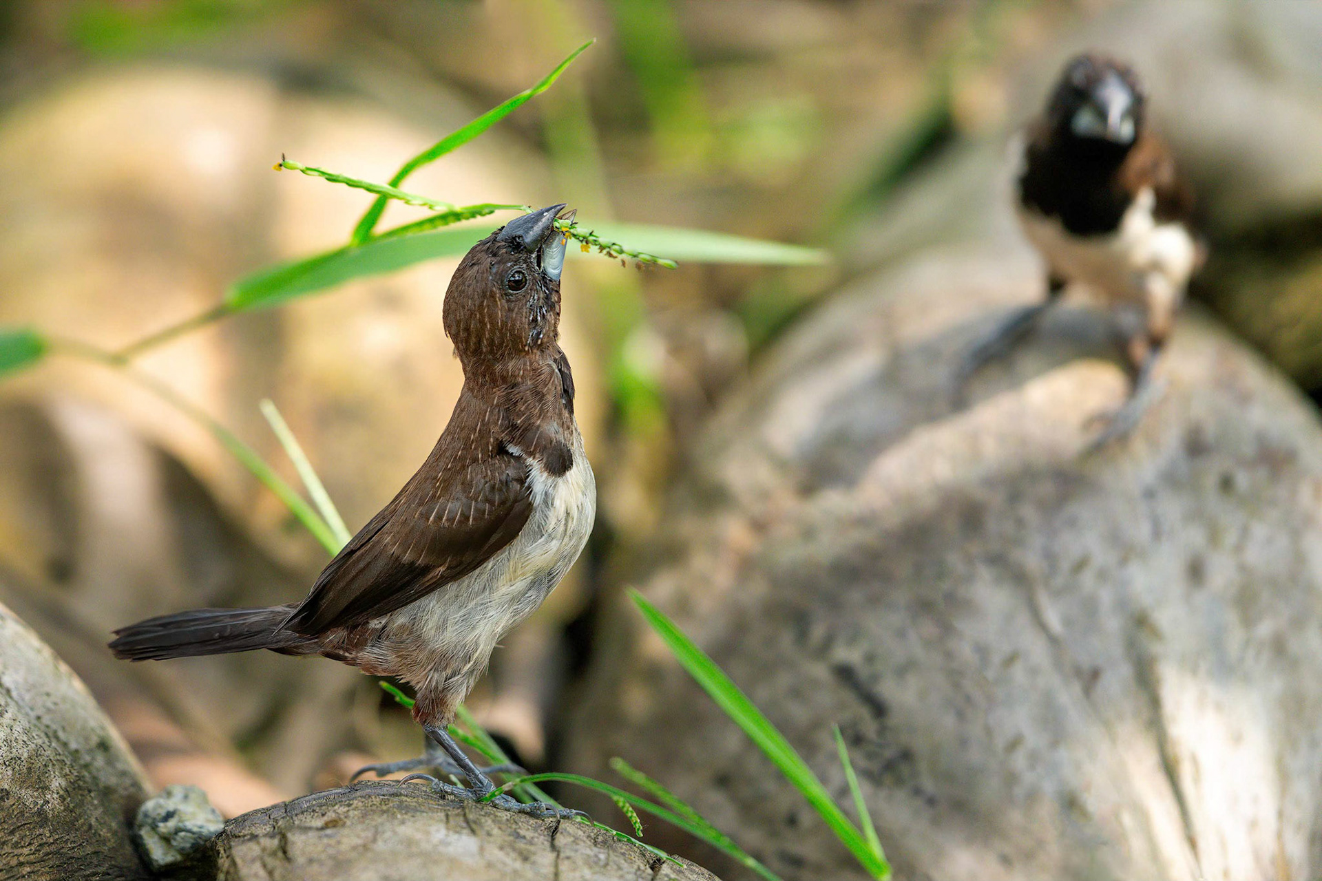 White-rumped Munia (Kalawana, Sri Lanka)