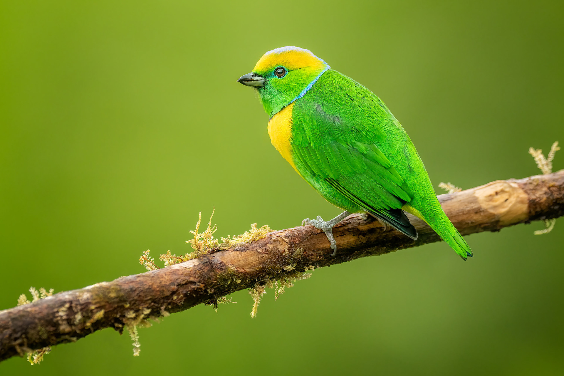 Golden-browed Chlorophonia, Savegre, Costa Rica