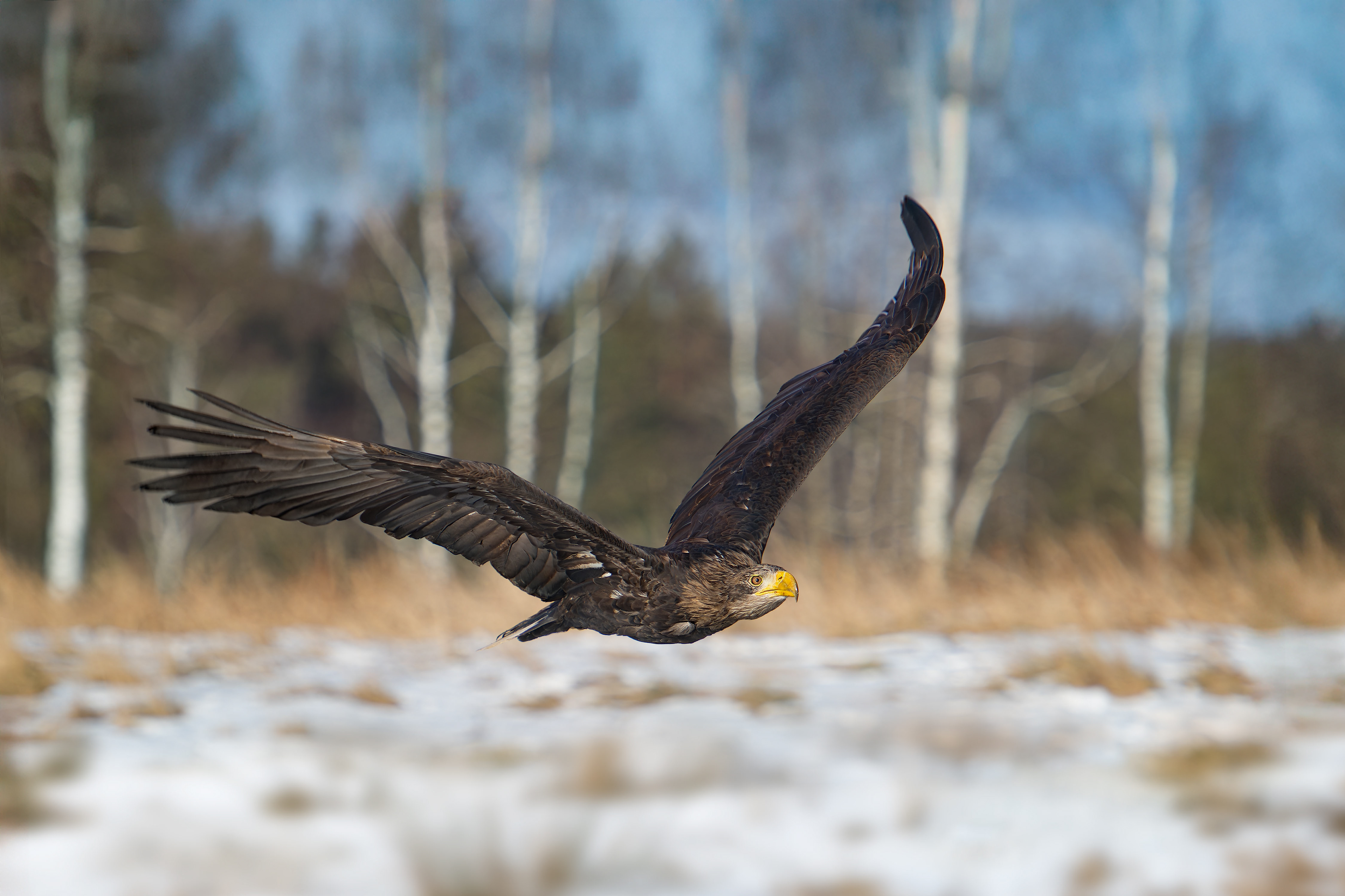 White-tailed Eagle (bird in human care, Hlinsko, Czech Republic)