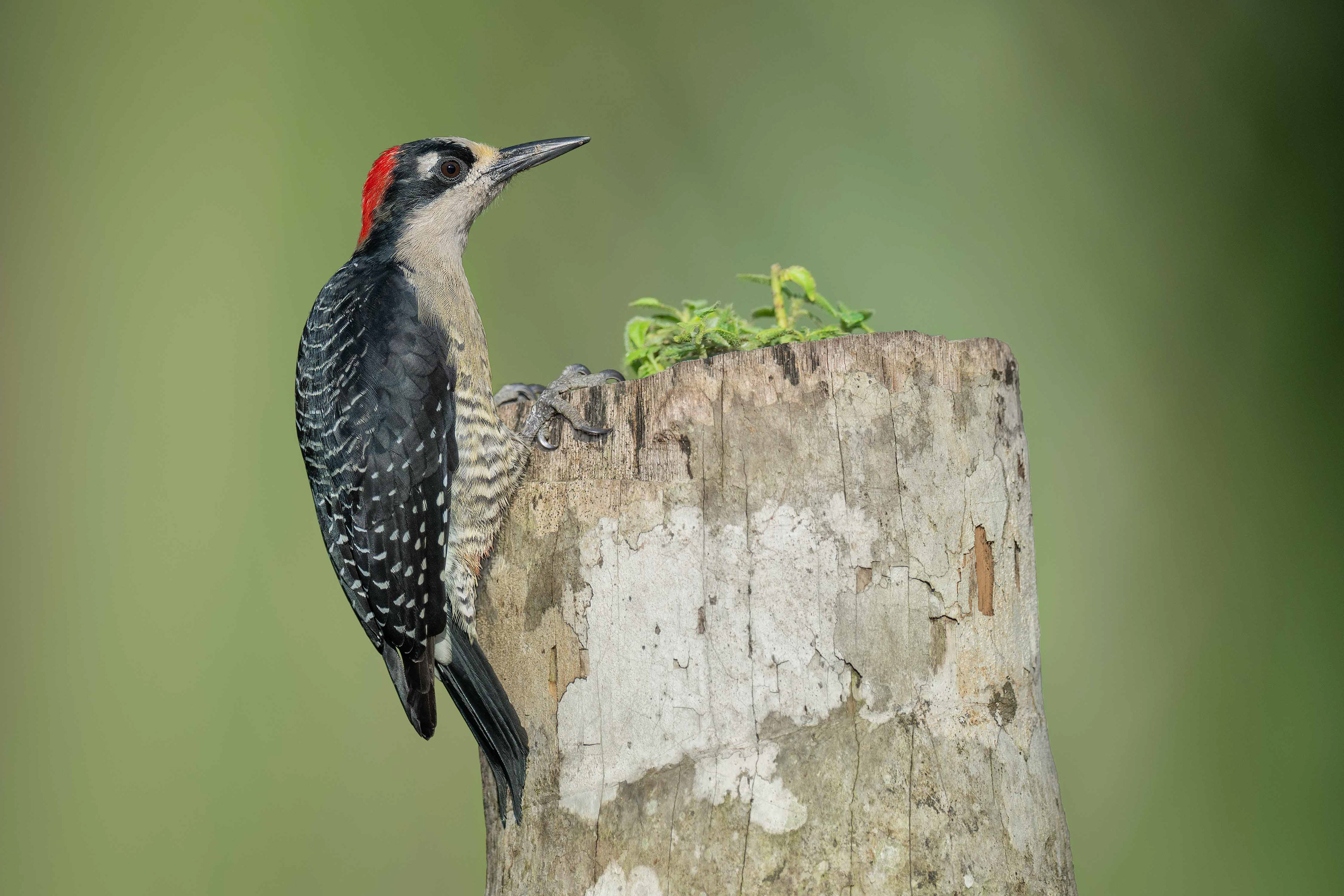 Black-cheeked Woodpecker (Boca Tapada, Costa Rica)