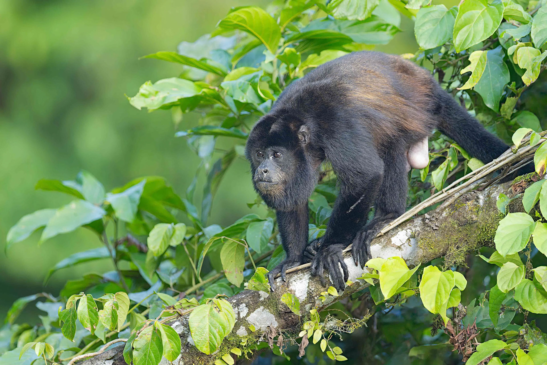 Mantled howler monkey (Sarapiqui, Costa Rica)