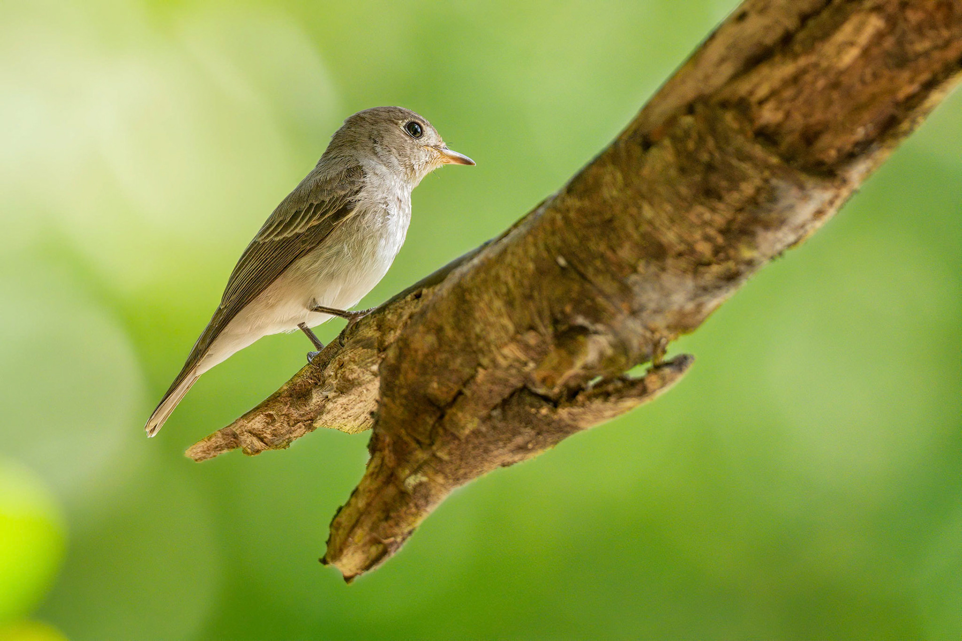 Asian Brown Flycatcher (Habarana, Sri Lanka)