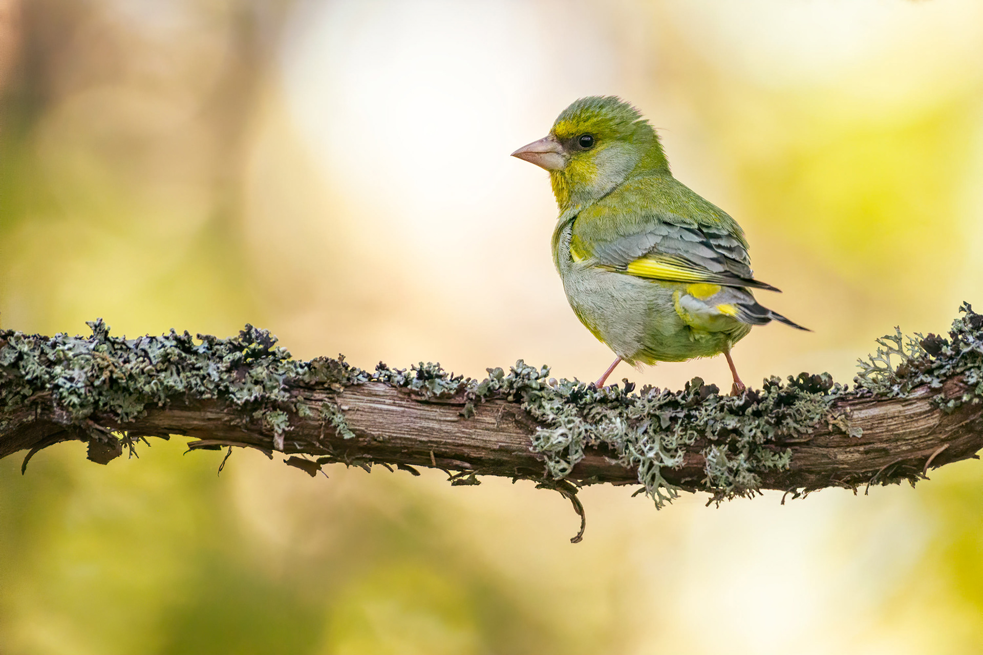 bird, european greenfinch, Kaarina, Finland