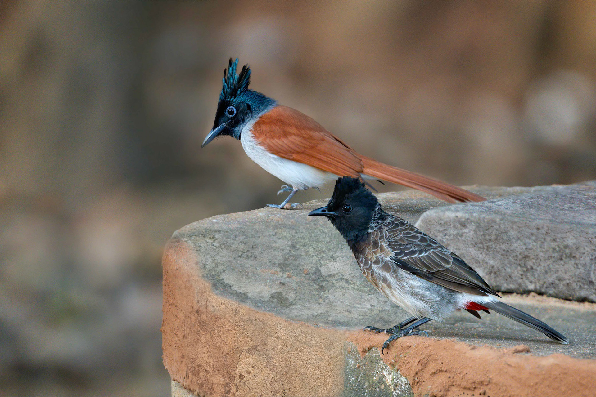 Red-vented Bulbul and Indian Paradise Flycatcher (Yala, Sri Lanka)