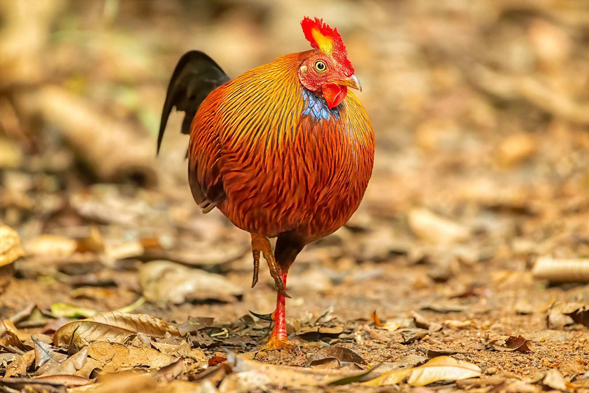 Sri Lanka Junglefowl (Sinharaja, Sri Lanka)