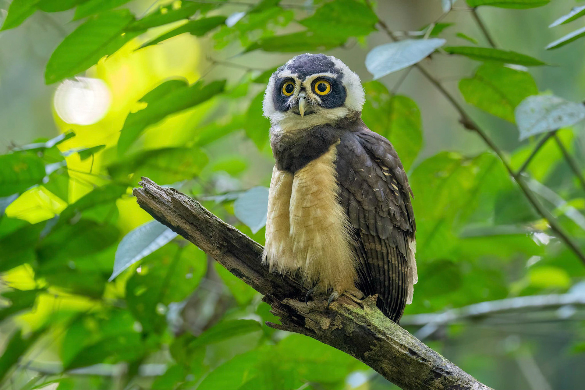 Spectacled Owl (Boca Tapada, Costa Rica)