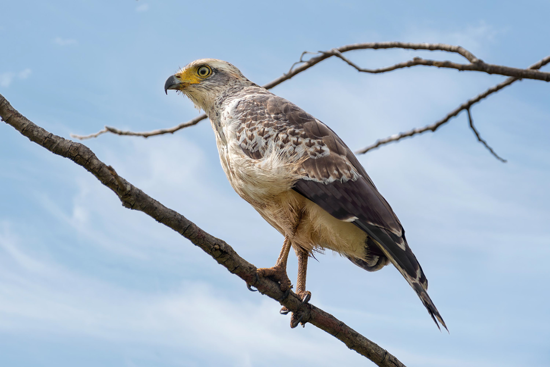 bird, crested serpent eagle, juvenile, Habarana, Sri Lanka