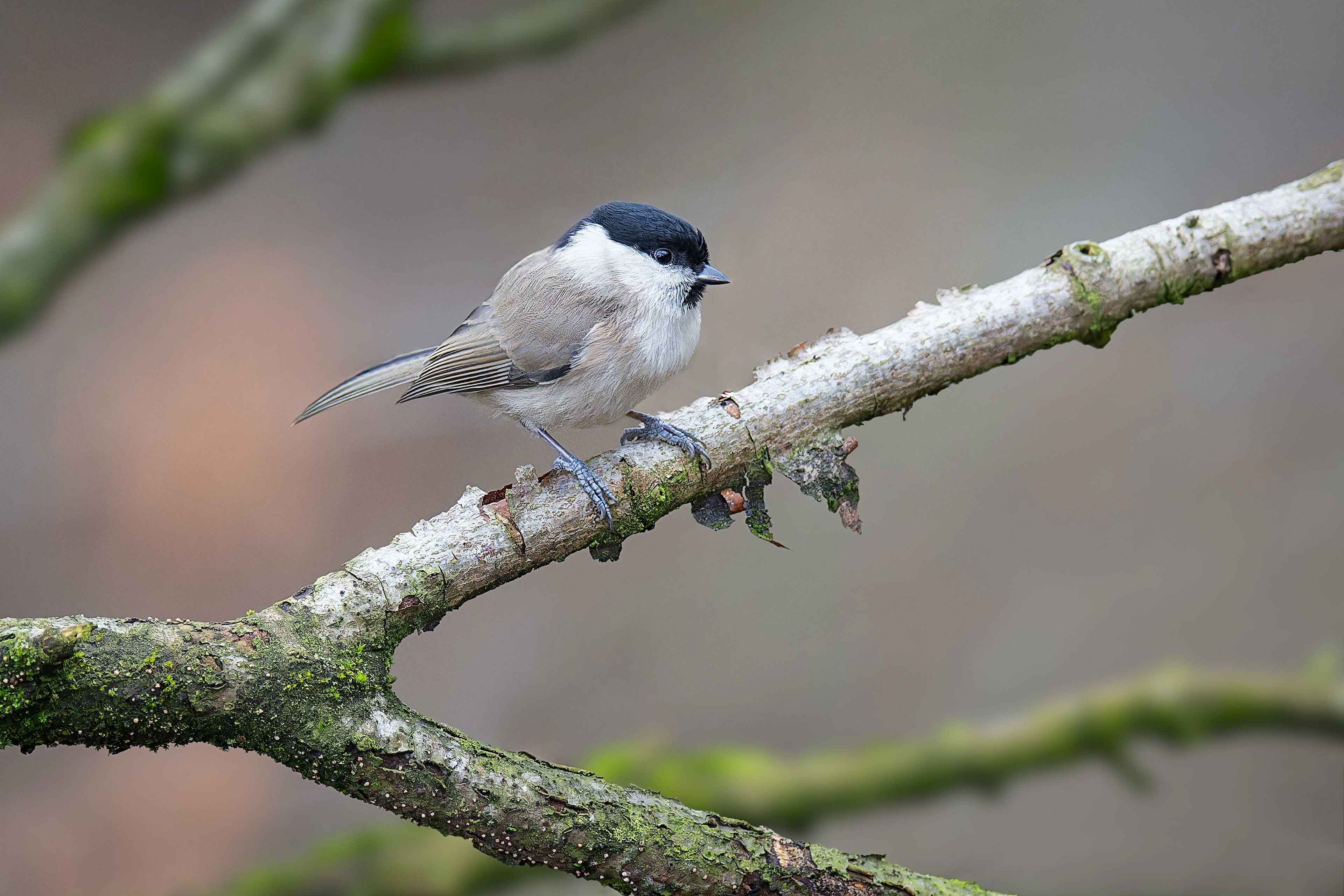 Marsh Tit (Brussels, Belgium)