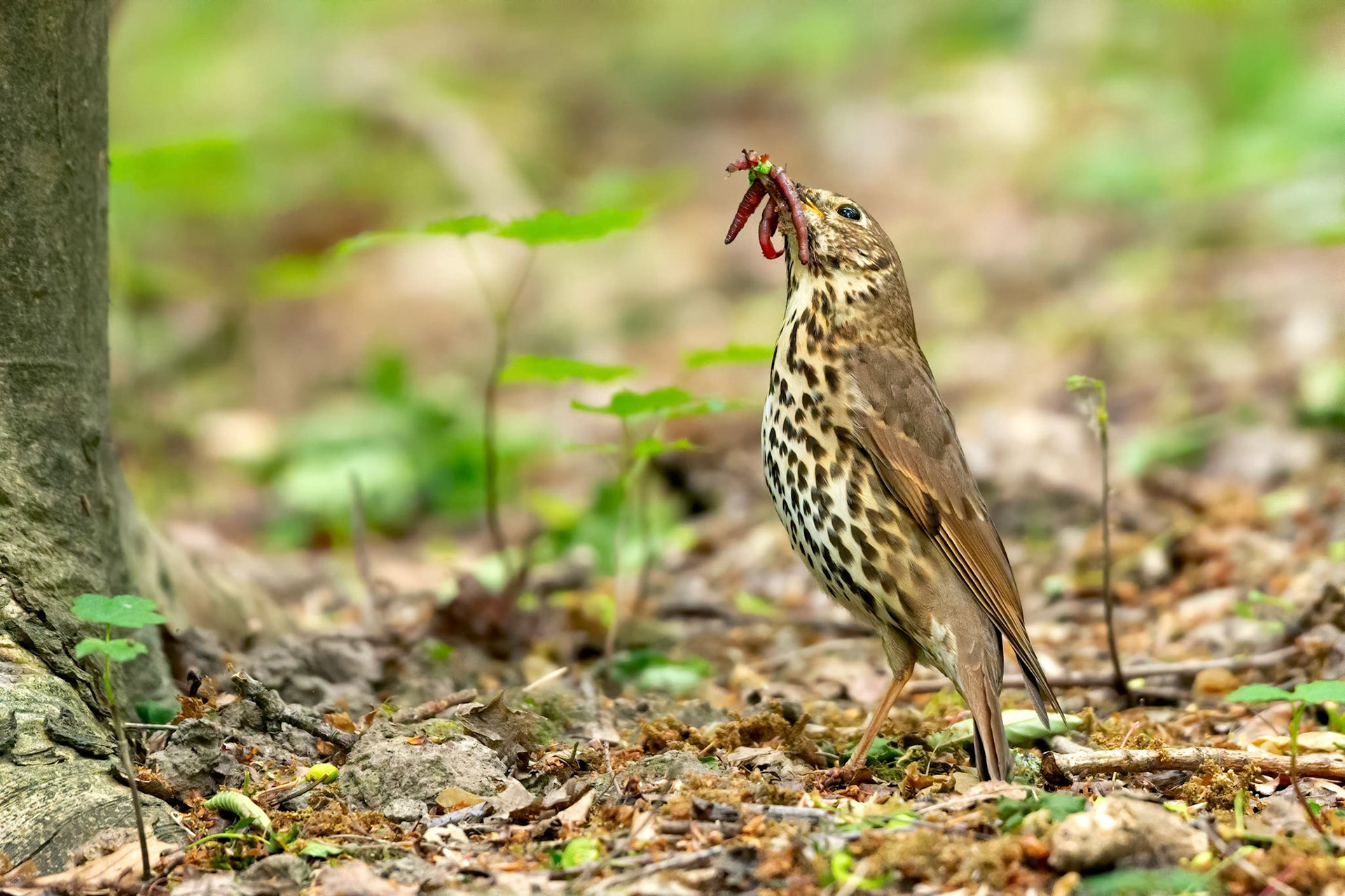 Song Thrush (Masku, Finland)
