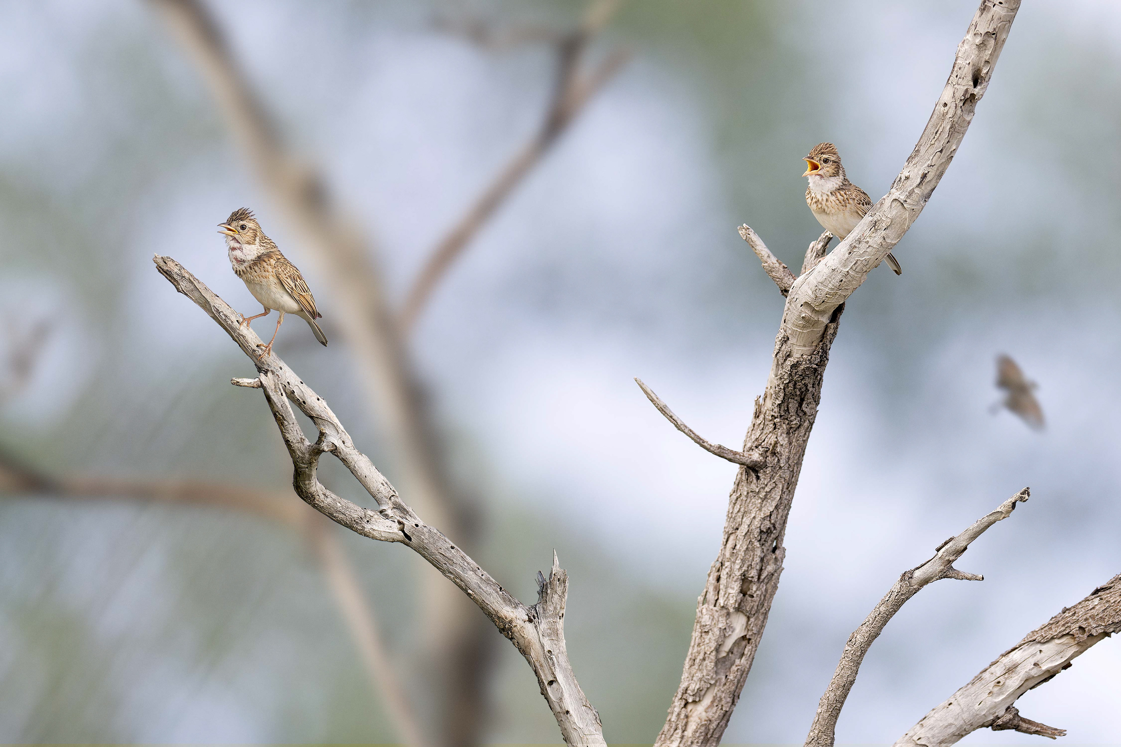 Monotonous Lark (Etosha, Namibia)