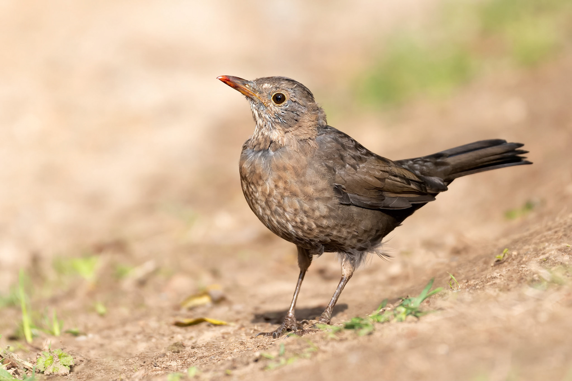 Eurasian Blackbird (Perros-Guirec, France)