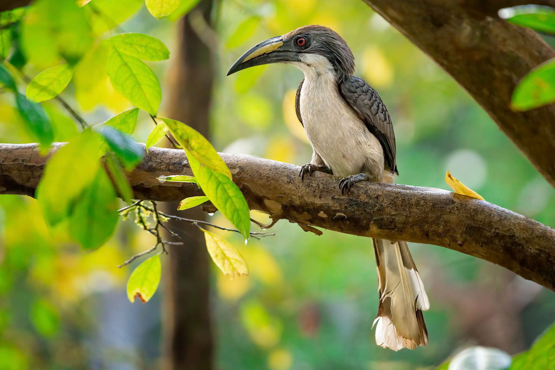 Ceylon Grey Hornbill (Sinharaja, Sri Lanka)