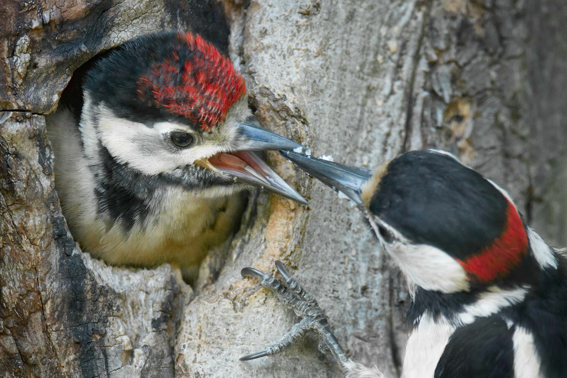 Great Spotted Woodpecker (Seneffe, Belgium)