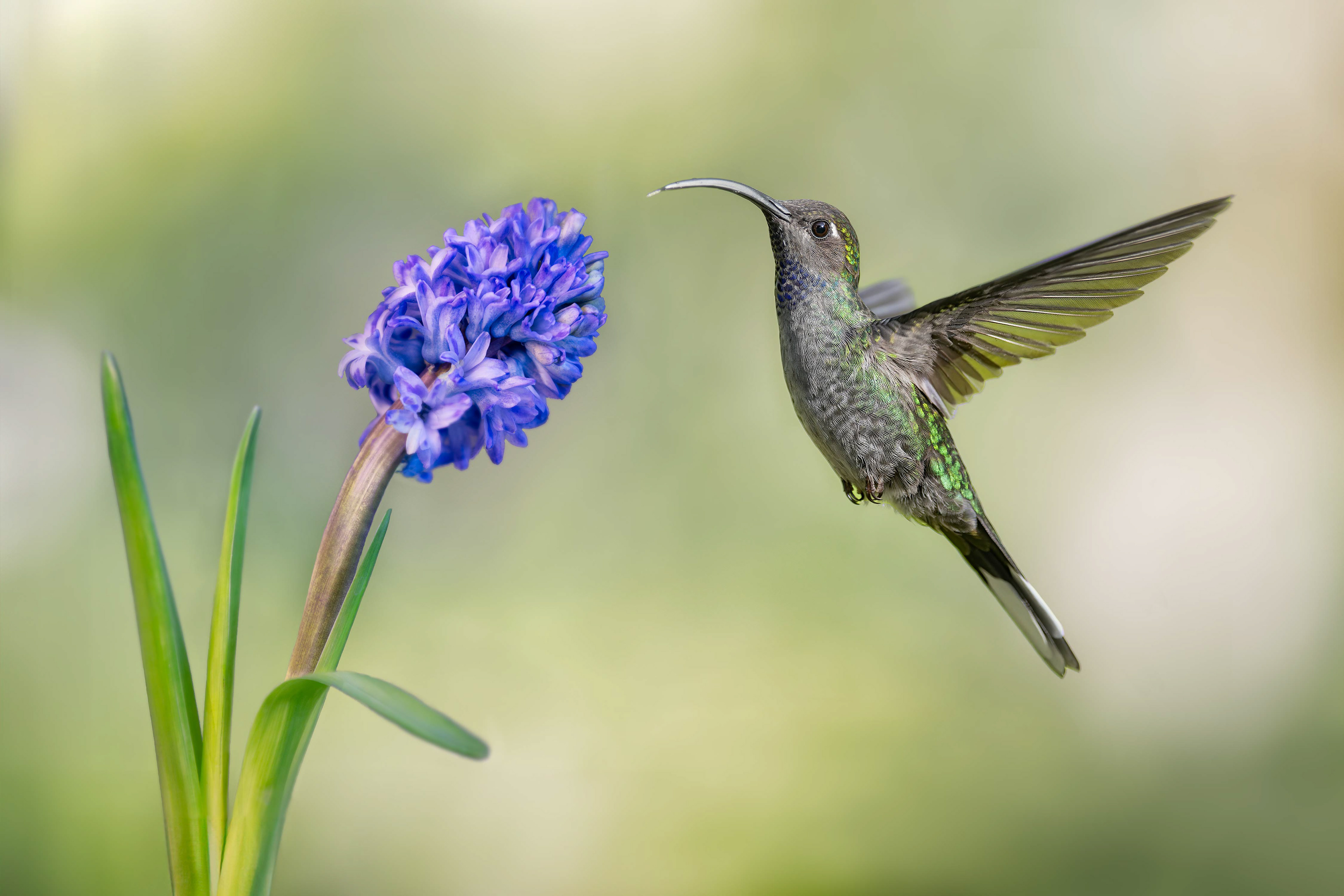 Violet Sabrewing (Savegre, Costa Rica)
