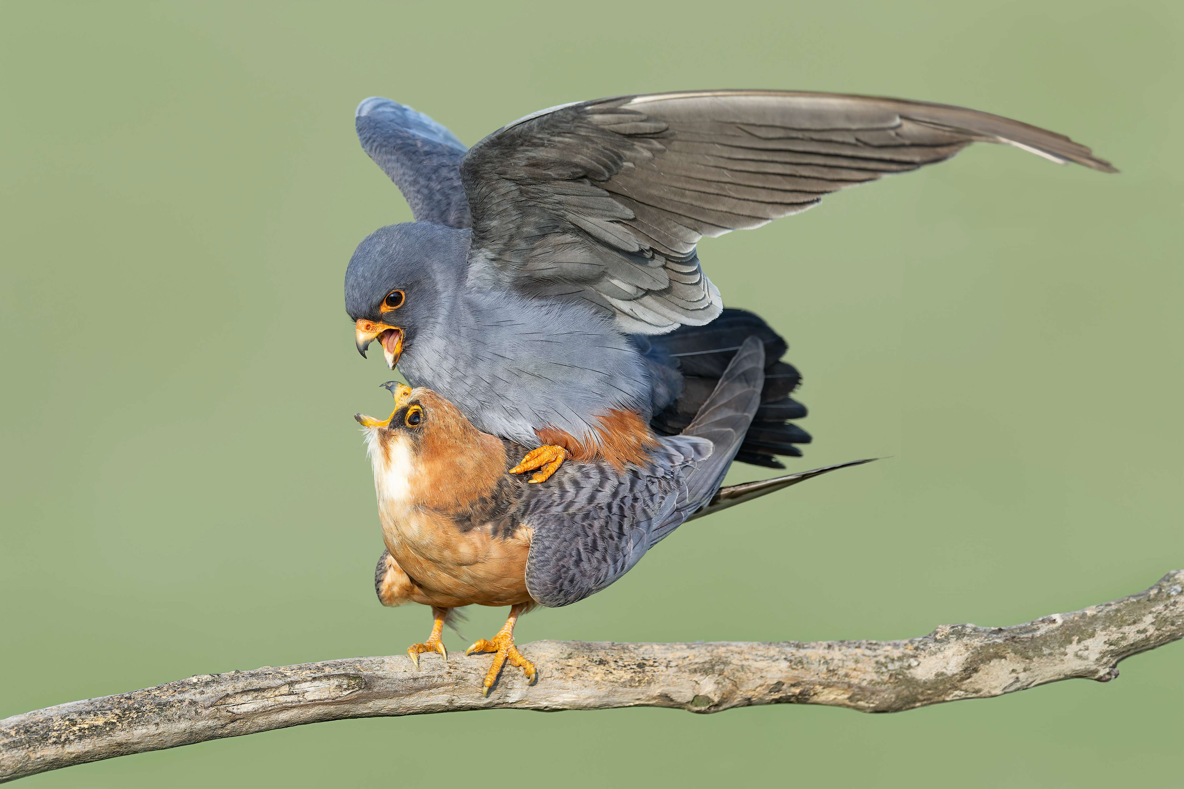 Red-footed Falcon (Kisujszallas, Hungary)