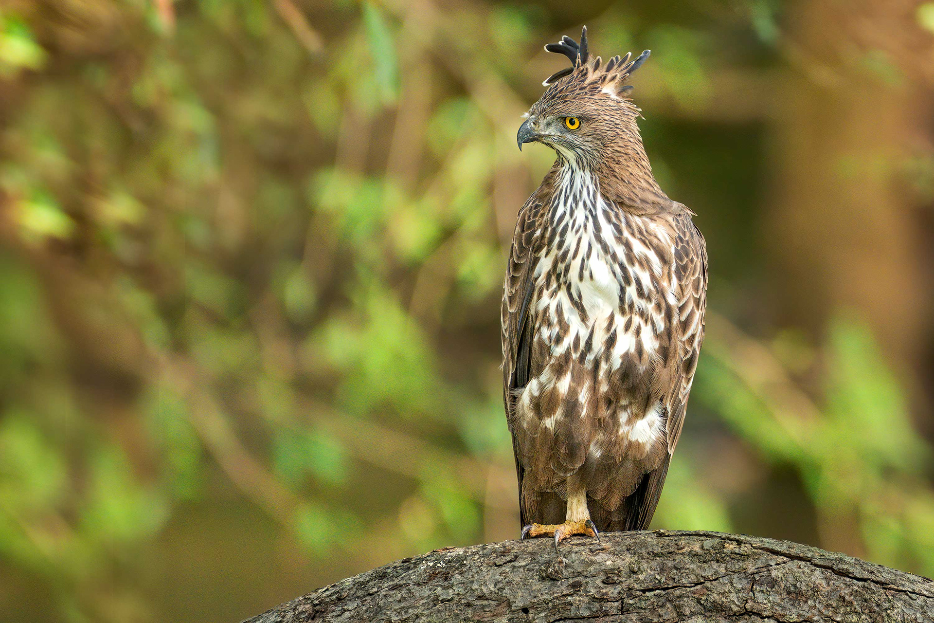 bird, crested hawk eagle, Kaudulla, Sri Lanka
