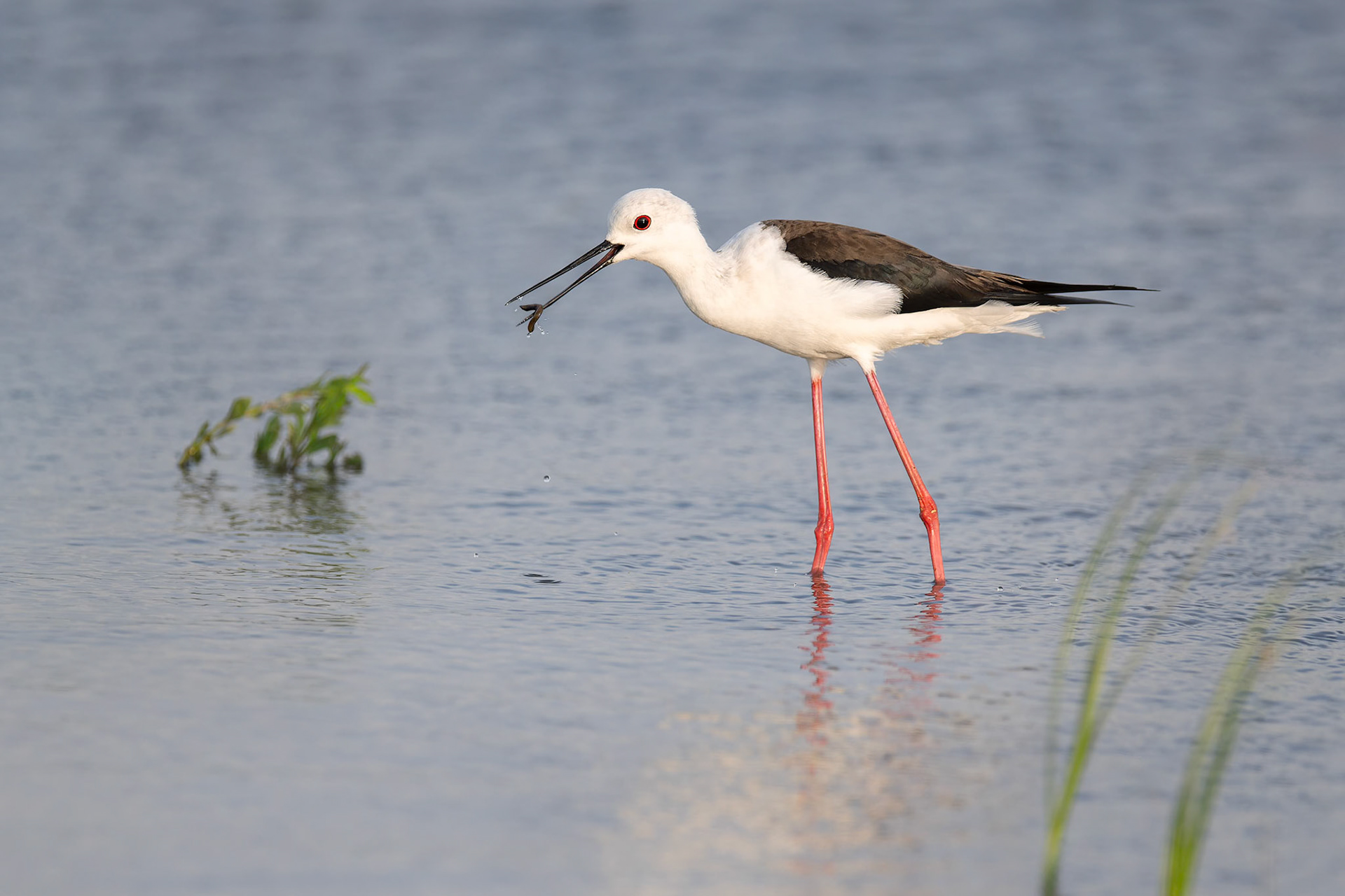 Black-winged Stilt (Kisujszallas, Hungary)