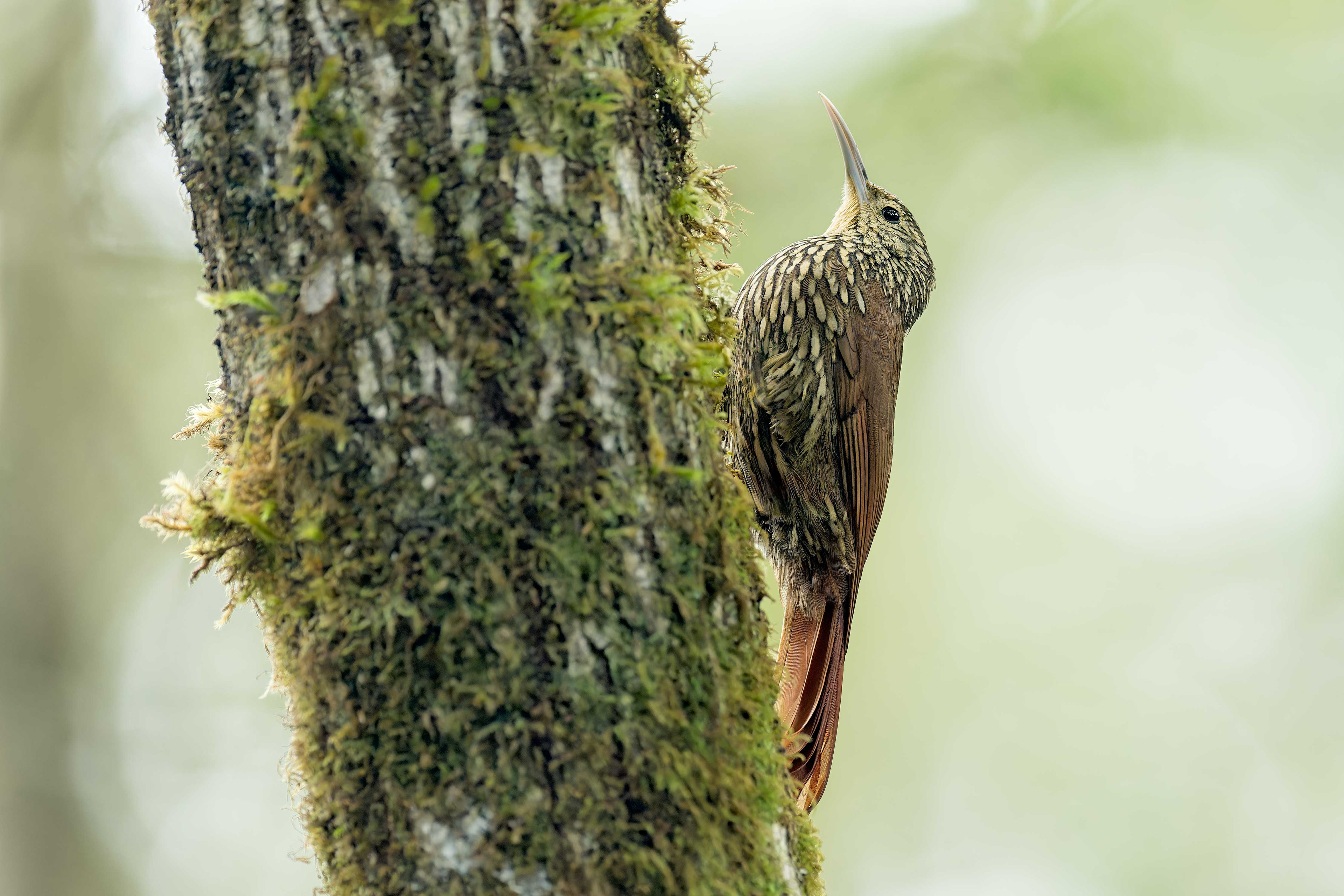 Spot-crowned Woodcreeper (Savegre, Costa Rica)