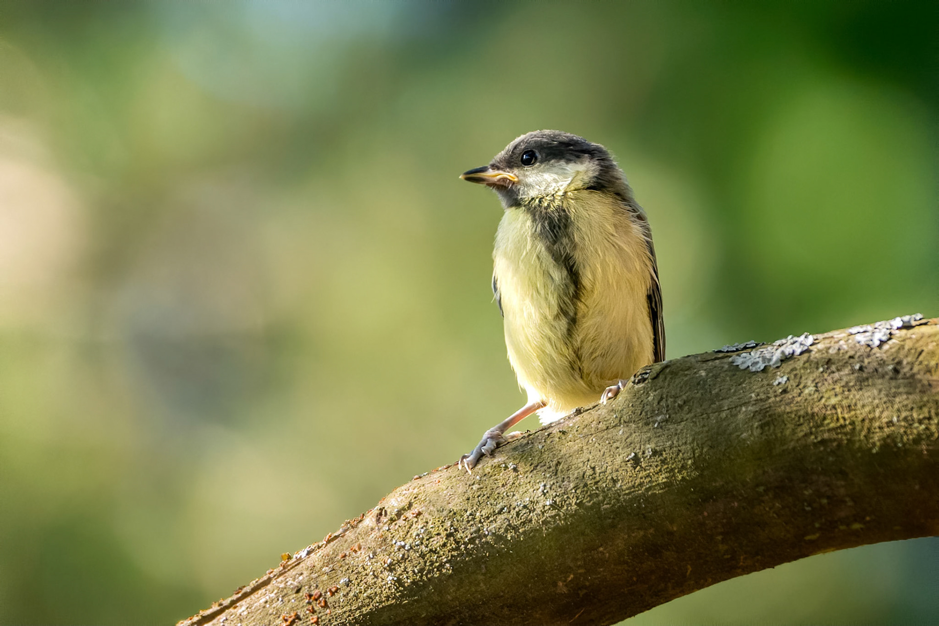 Great Tit (Masku, Finland)
