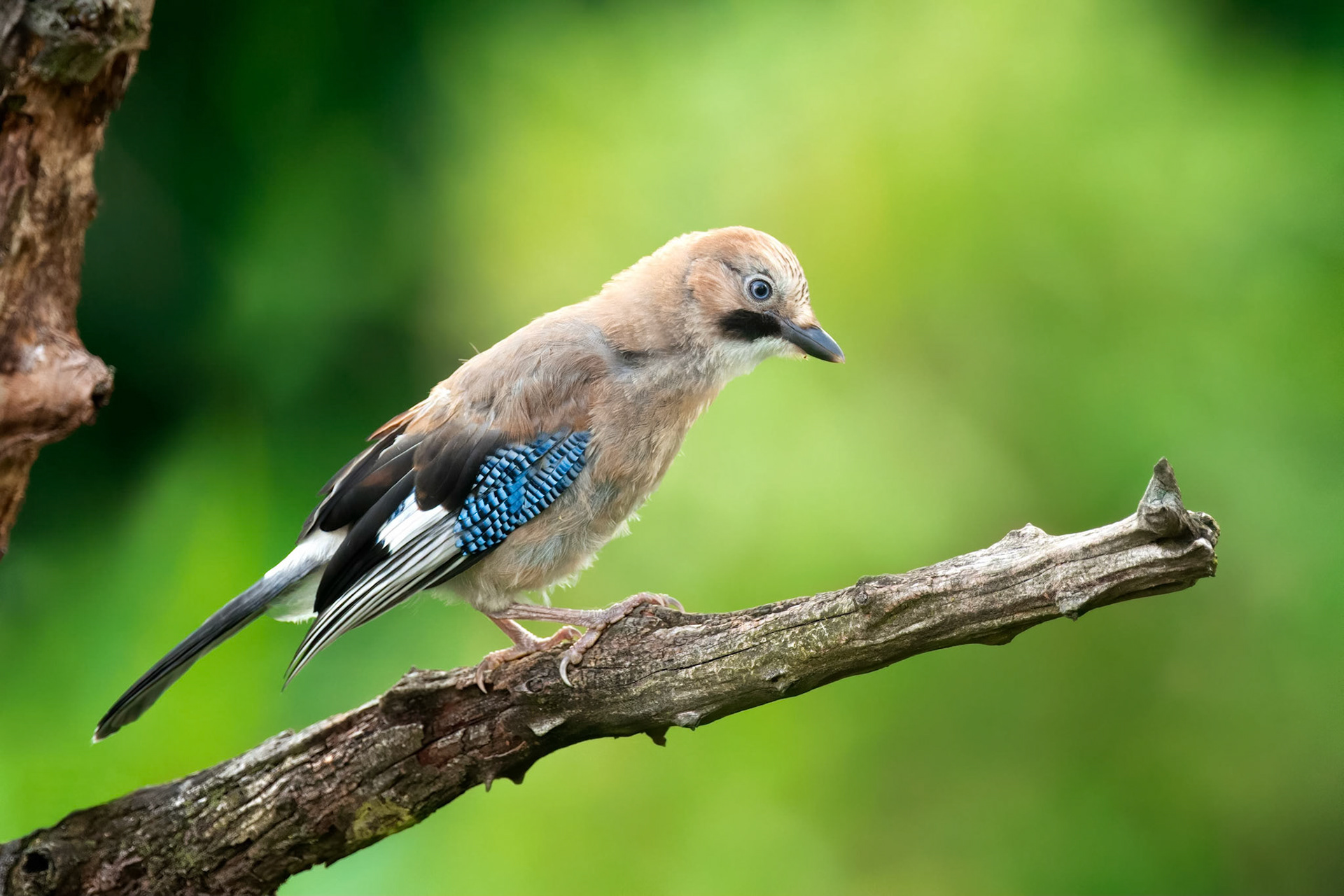 Eurasian Jay (Brussels, Belgium)