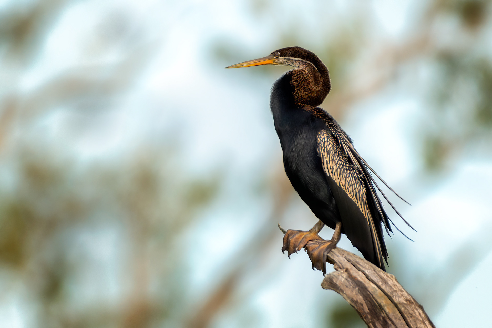 bird, oriental darter, Habarana, Sri Lanka