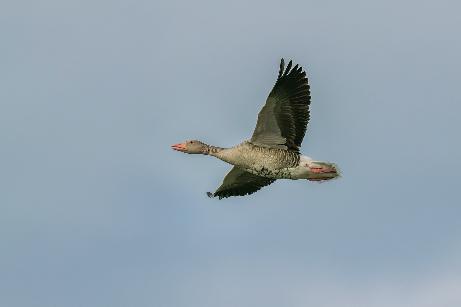 Greylag Goose (Kisujszallas, Hungary)