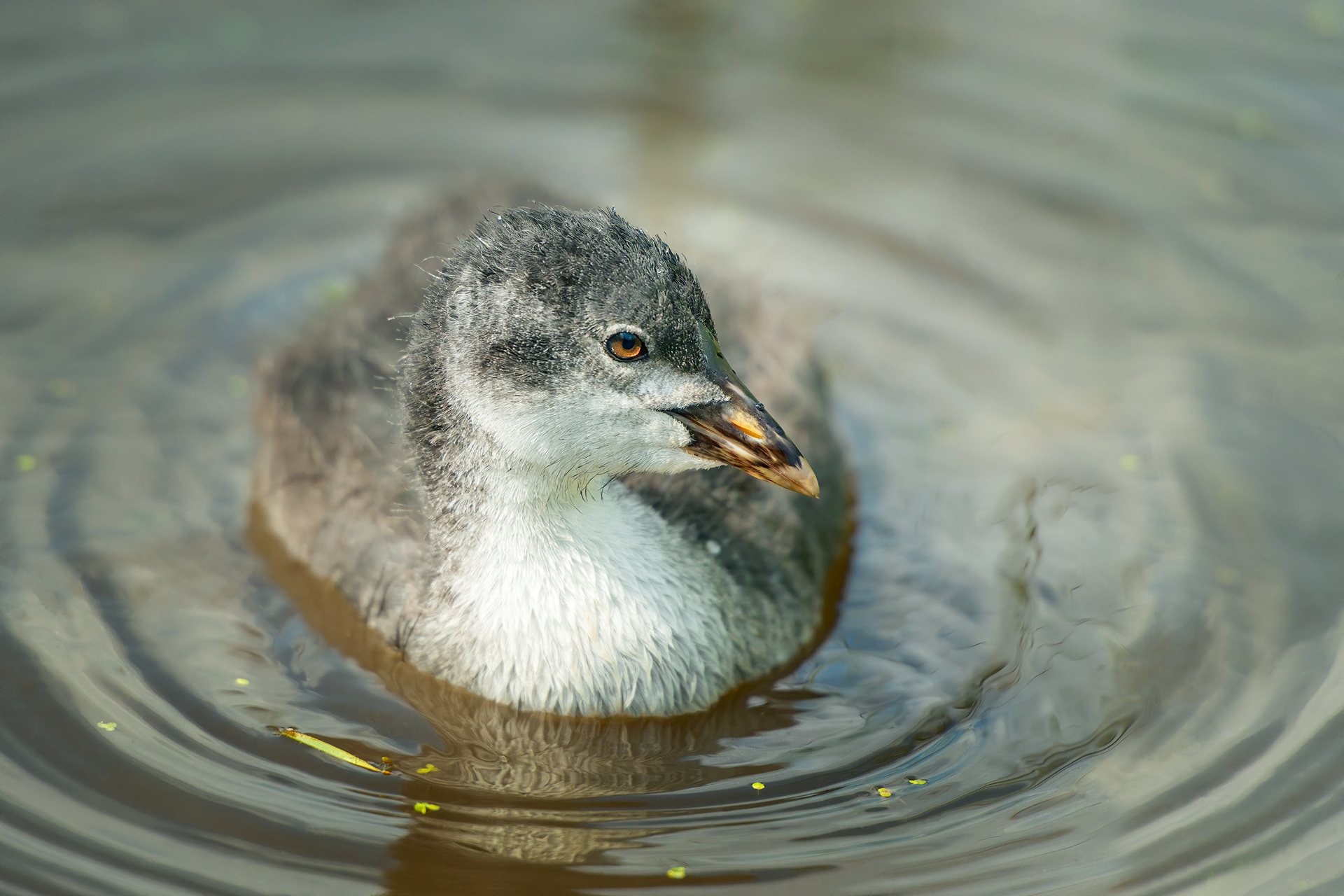 bird, juvenile common coot, France, Saint Valery sur Somme