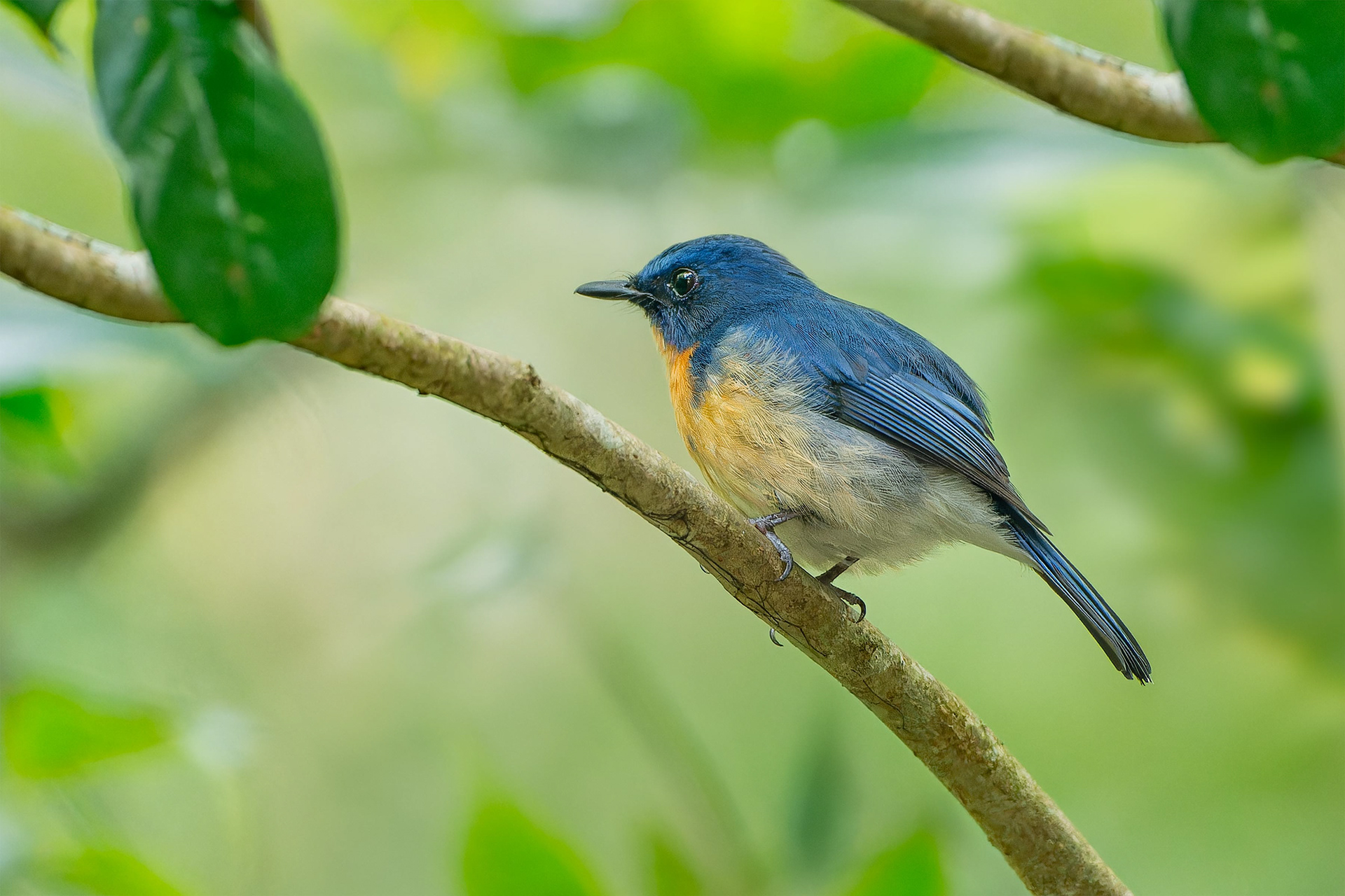 Tickell's Blue Flycatcher (Sinharaja, Sri Lanka)