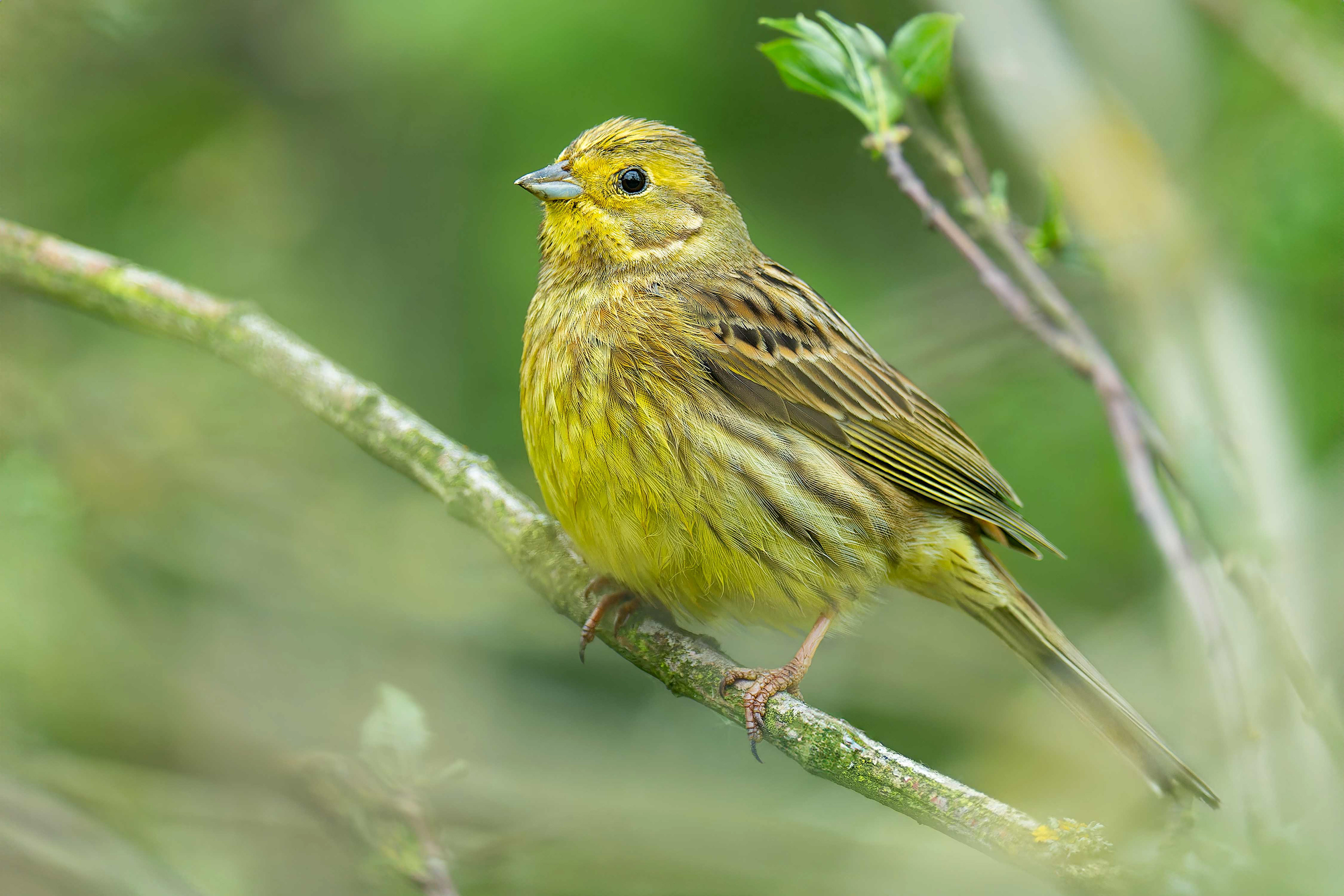 Yellowhammer (Olomouc, Czech Republic)