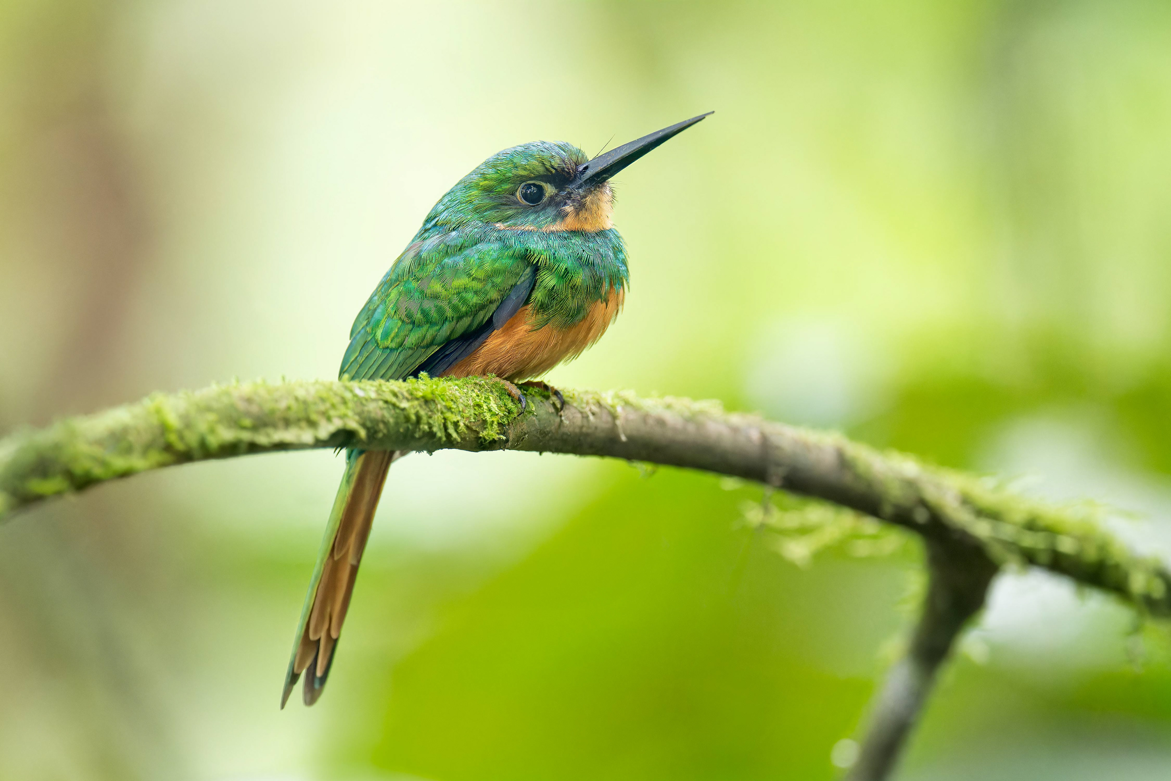 Rufous-tailed Jacamar (Sarapiqui, Costa Rica)