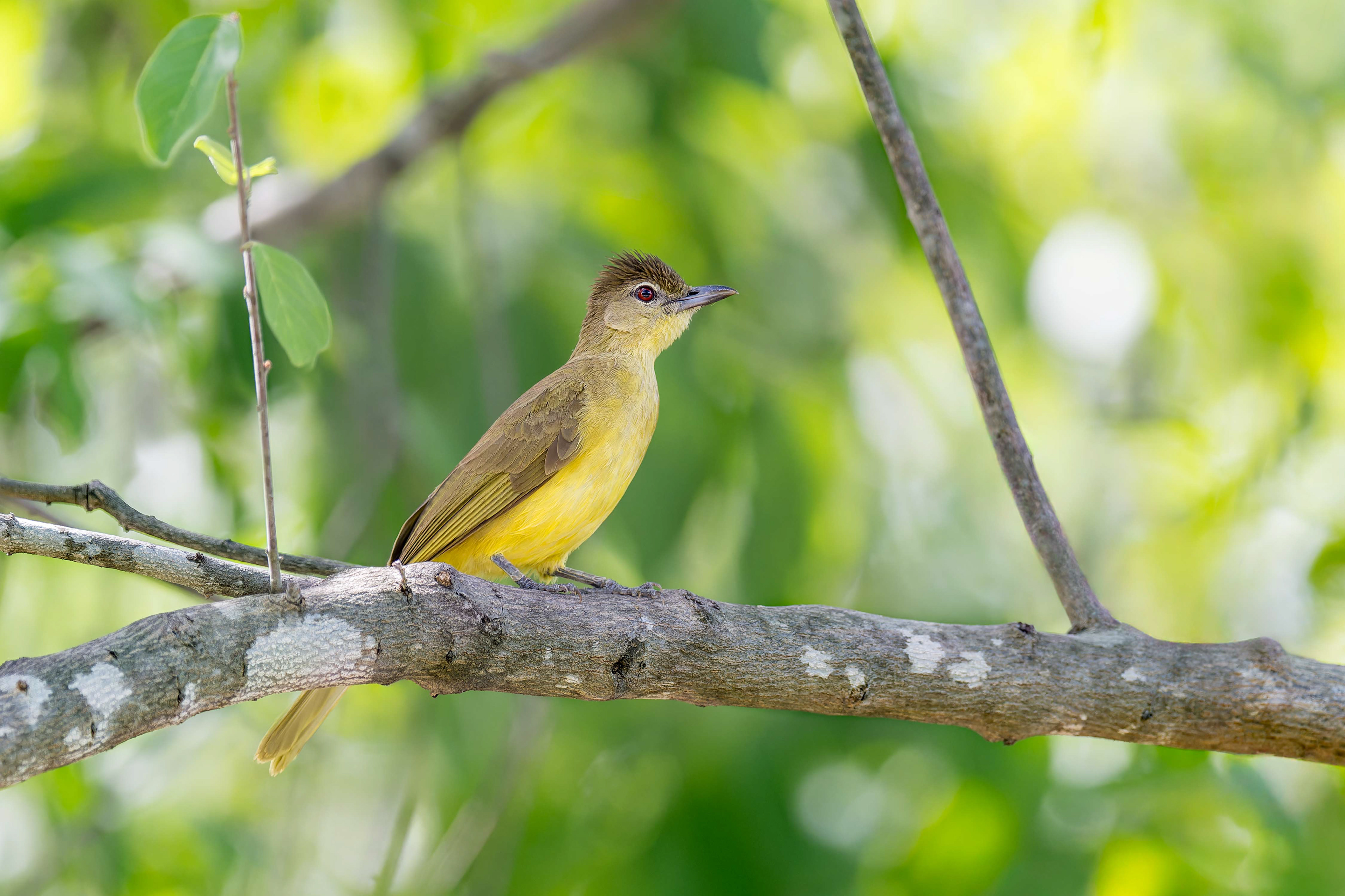 Yellow-bellied Greenbul (Rundu, Namibia)