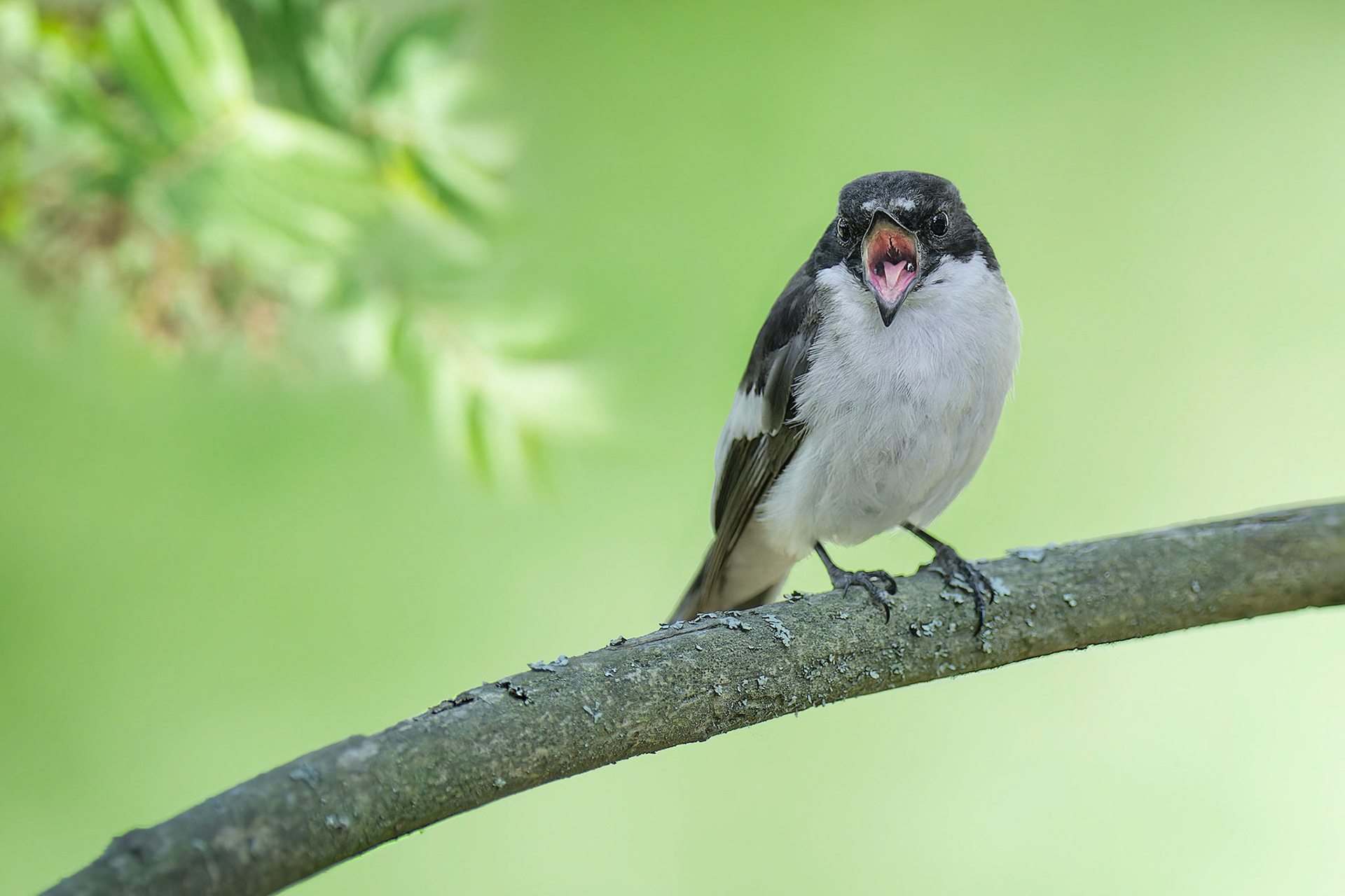 European Pied Flycatcher (Masku, Finland)