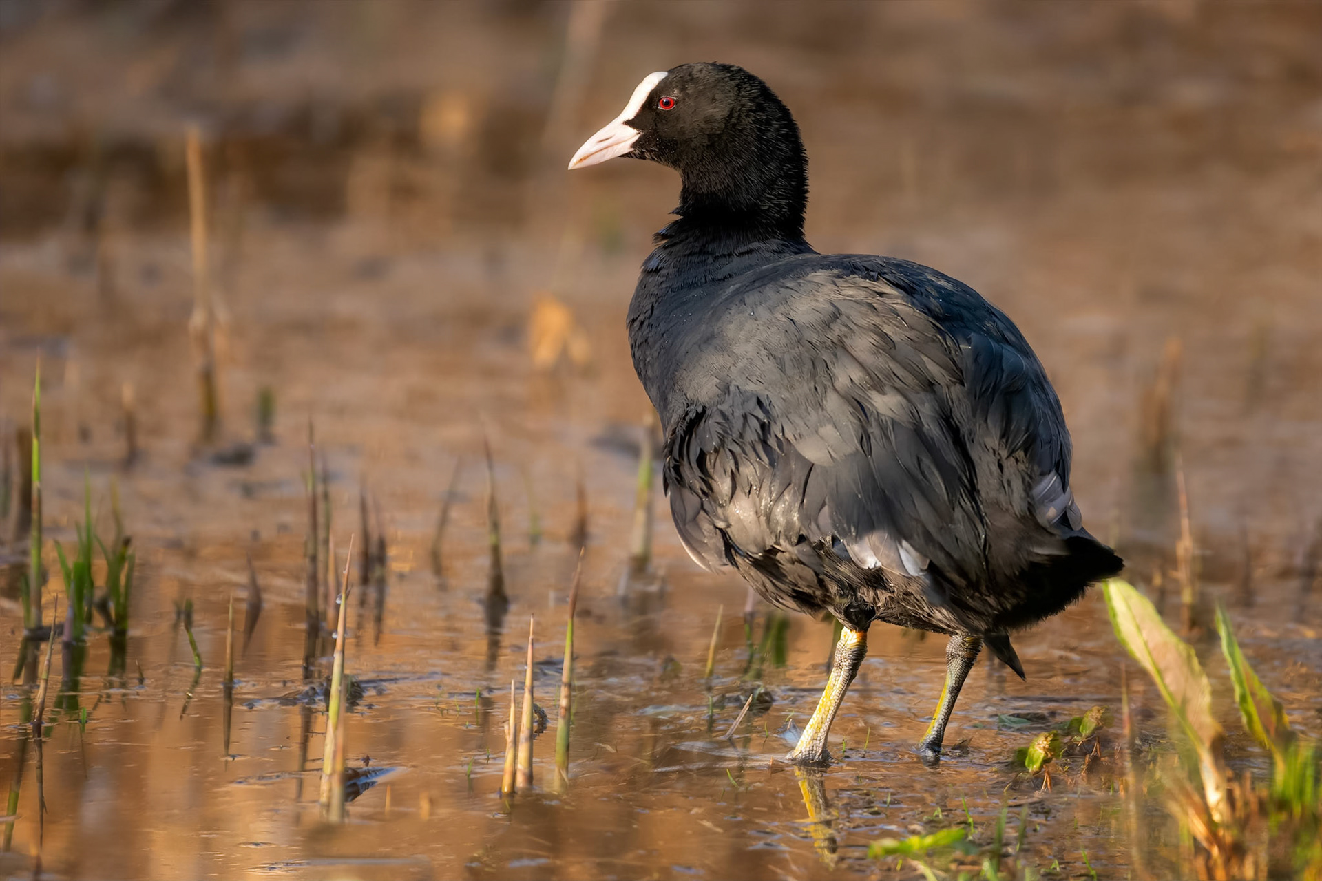 Common Coot (Brussels, Belgium)
