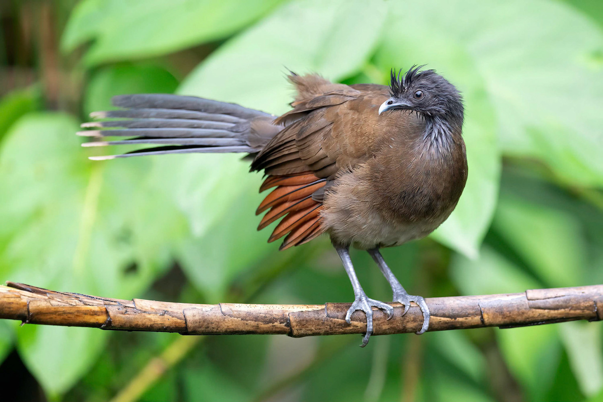 Crested Guan (La Fortuna, Costa Rica)