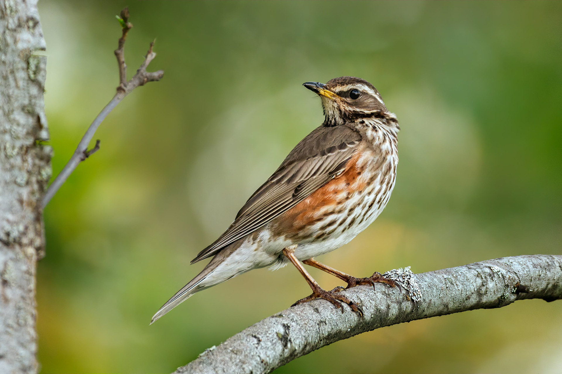 bird, redwing, Masku, Finland
