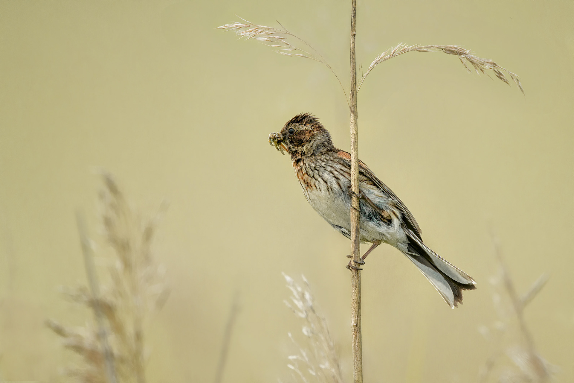 bird, reed bunting, Raisio, FInland