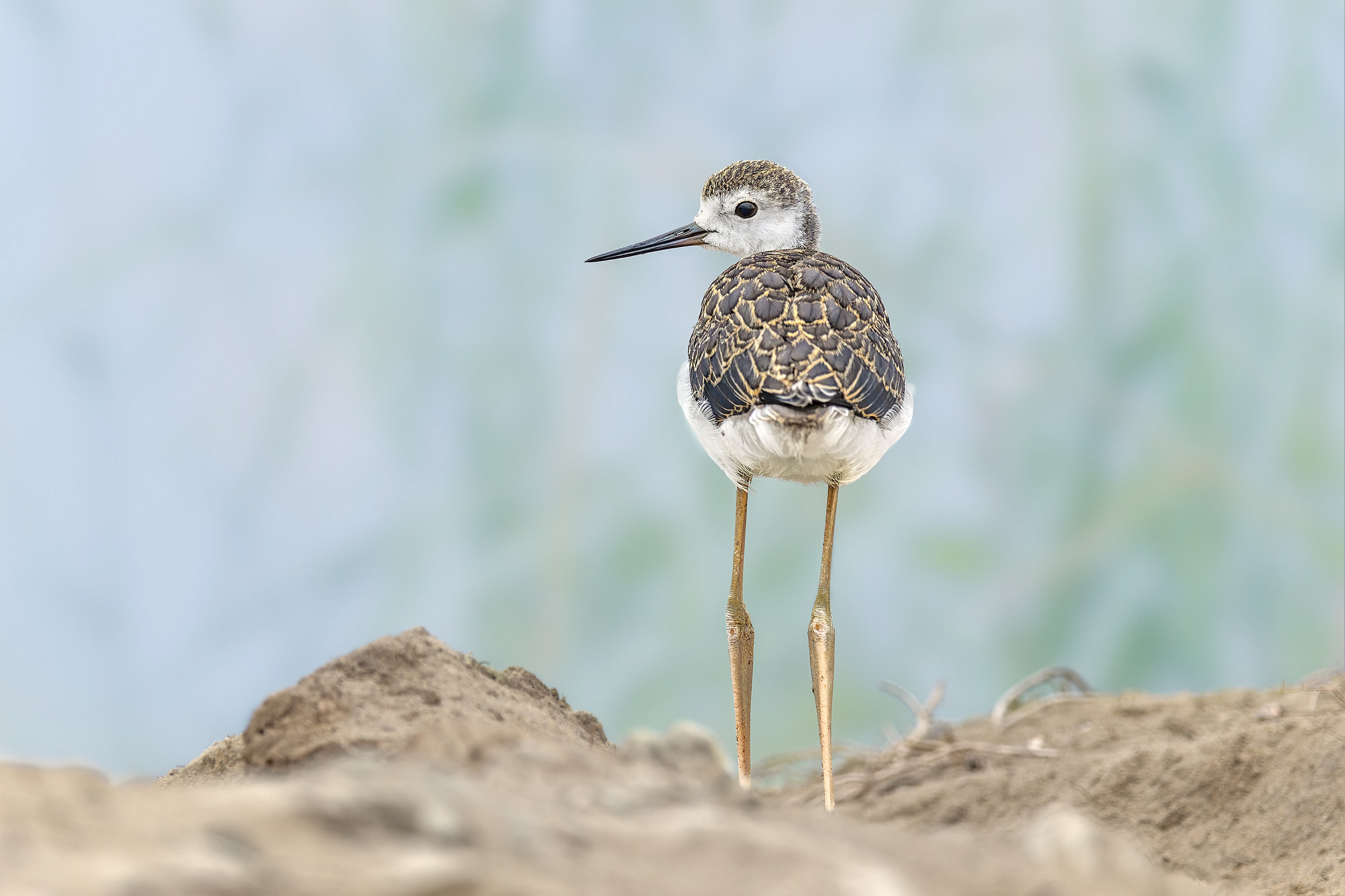 Black-winged Stilt (Wallis Bay, Namibia)