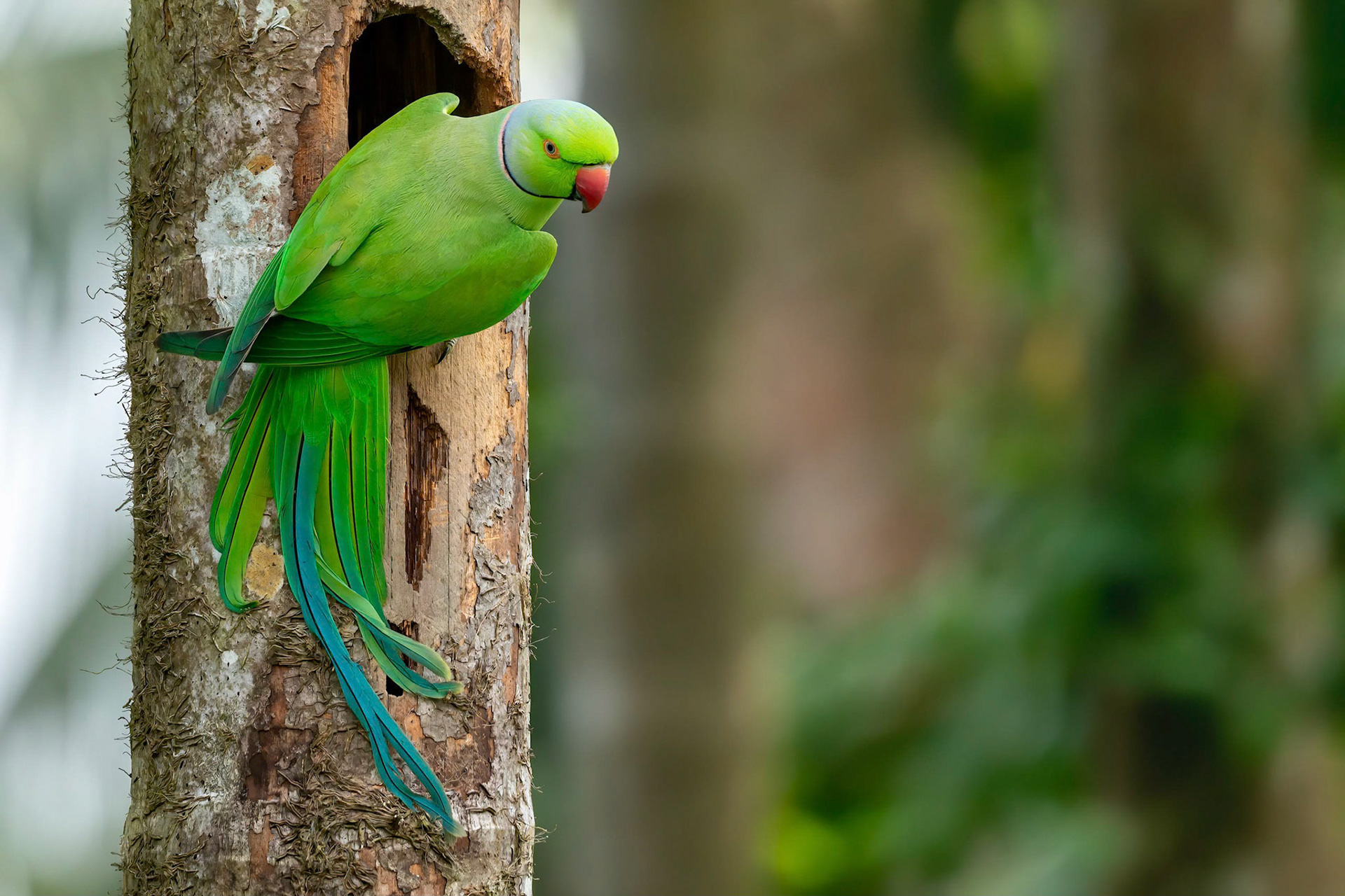 Rose-ringed Parakeet (Walpita, Sri Lanka)