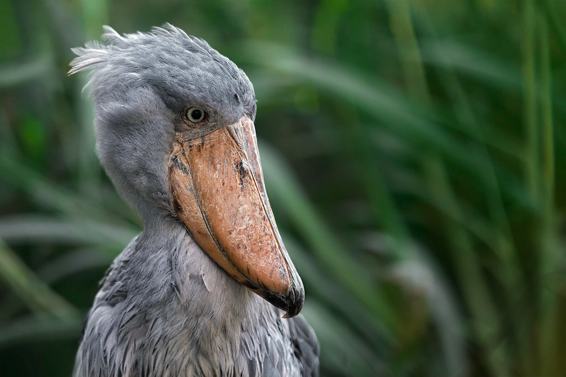 Shoebill (ZOO Prague, Czech Republic)