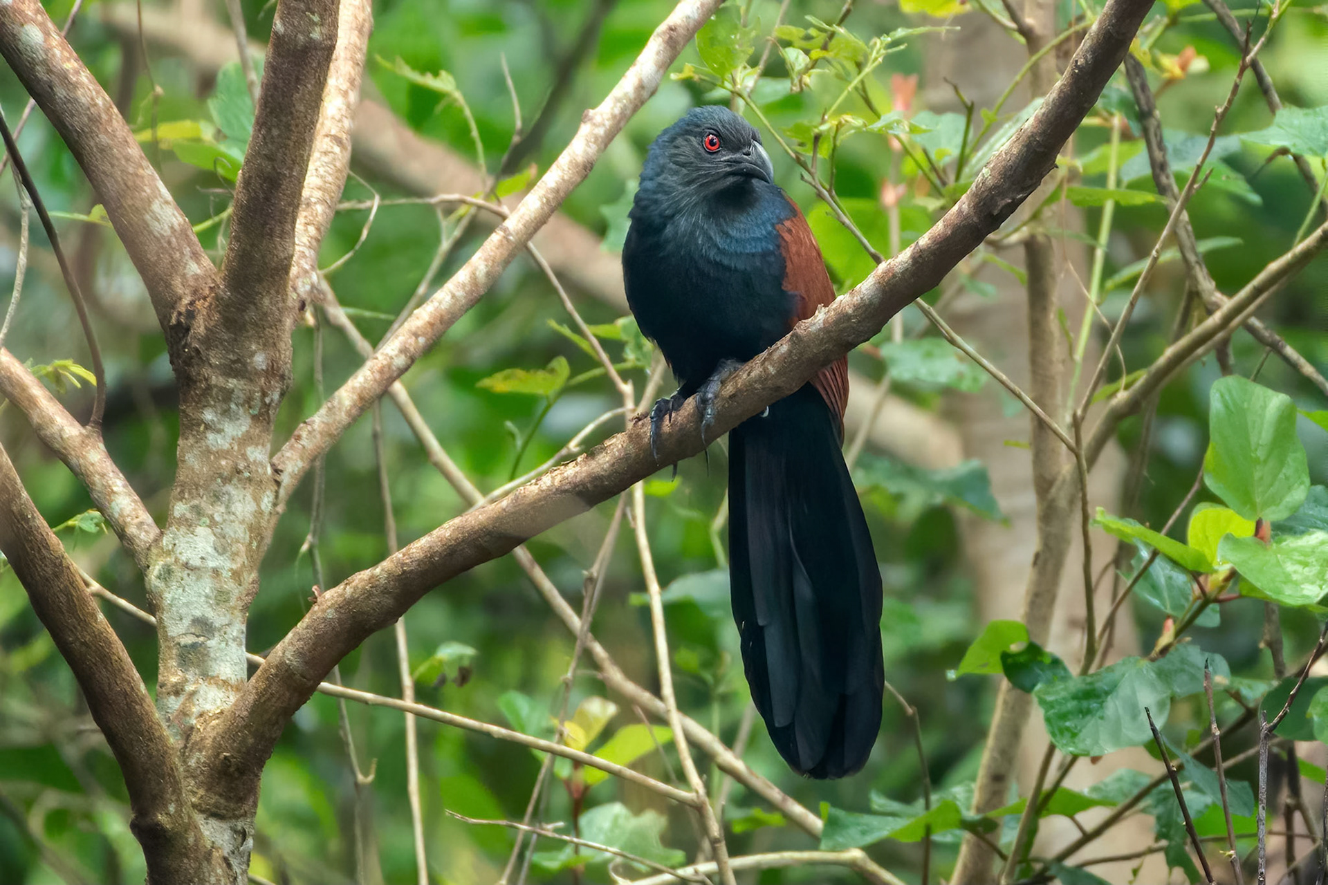 Greater Council (Habarana, Sri Lanka)