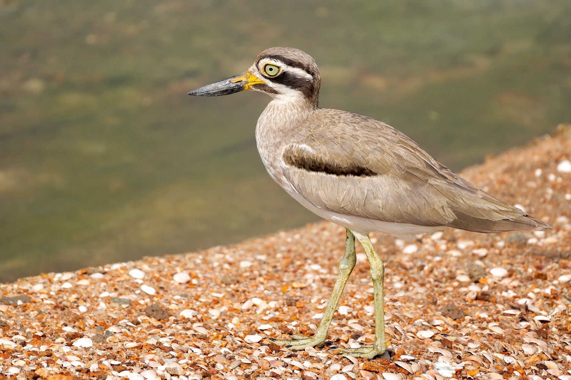 Great Thick-knee (Bundala, Sri Lanka)