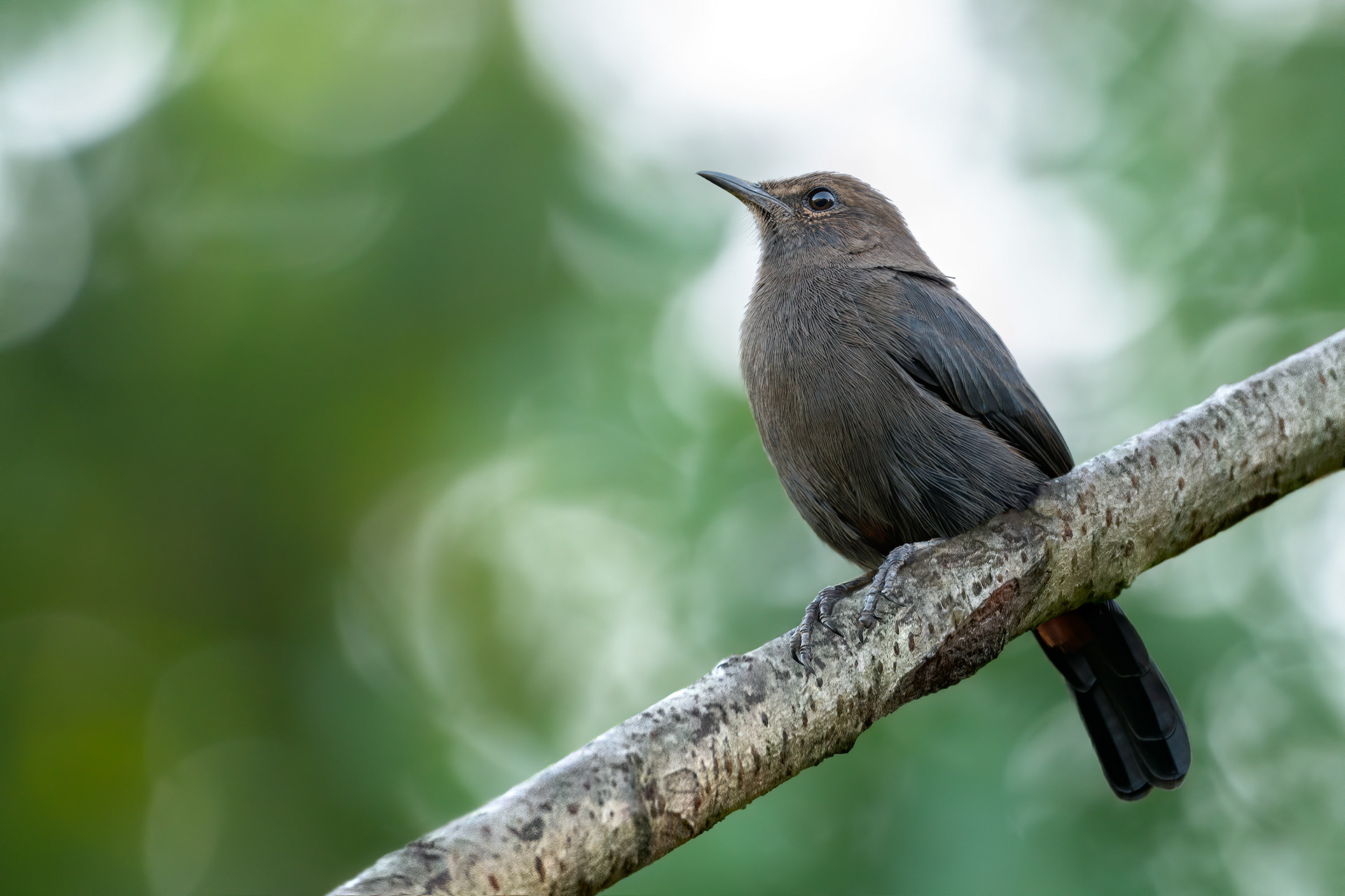 bird, Indian robin, female, Negombo, Sri Lanka