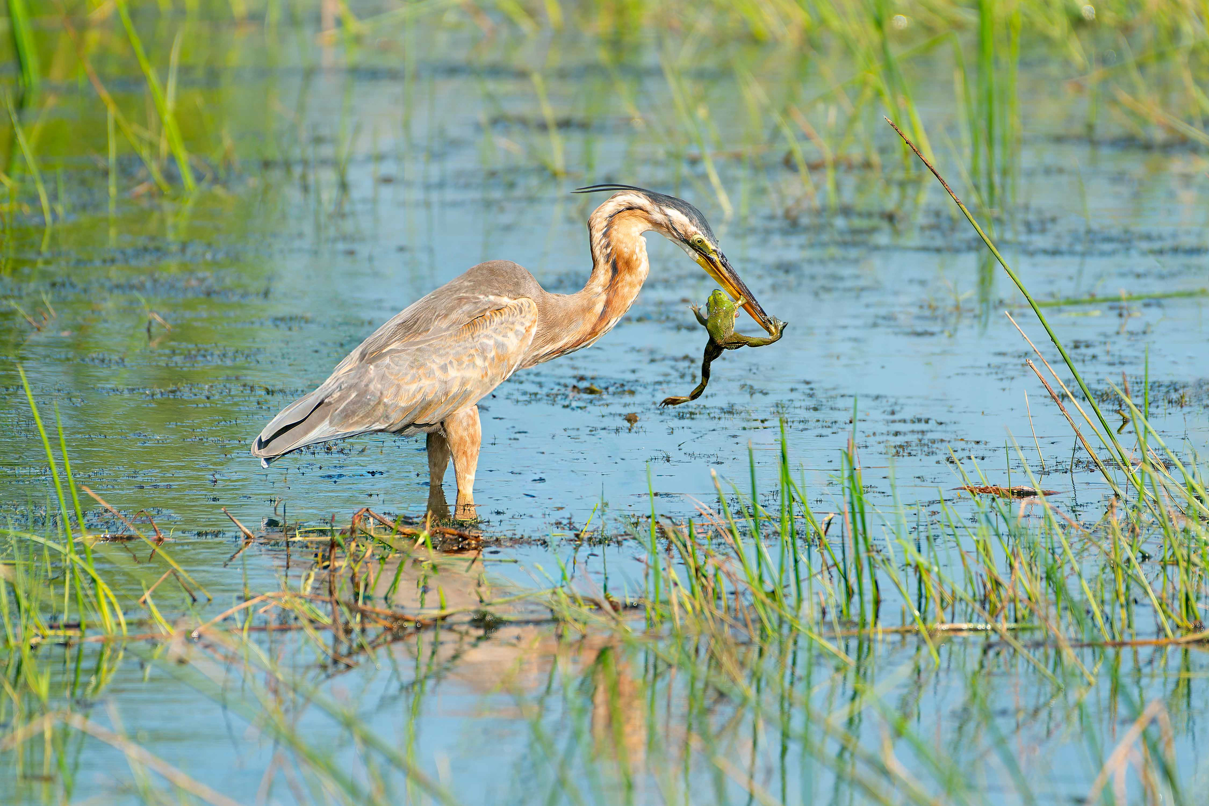 Purple Heron (Yala, Sri Lanka)
