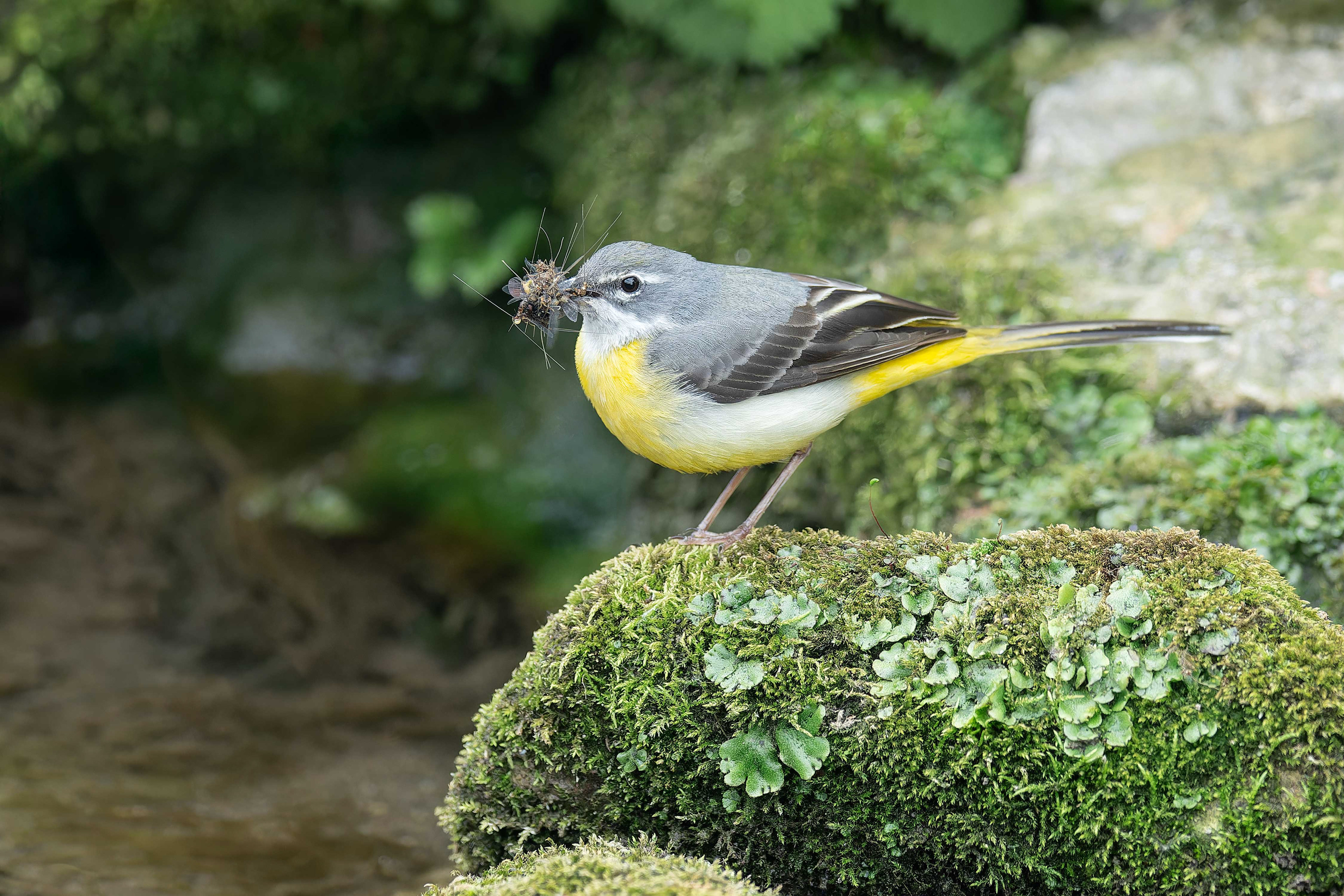 Grey Wagtail (Litomysl, Czech Republic)