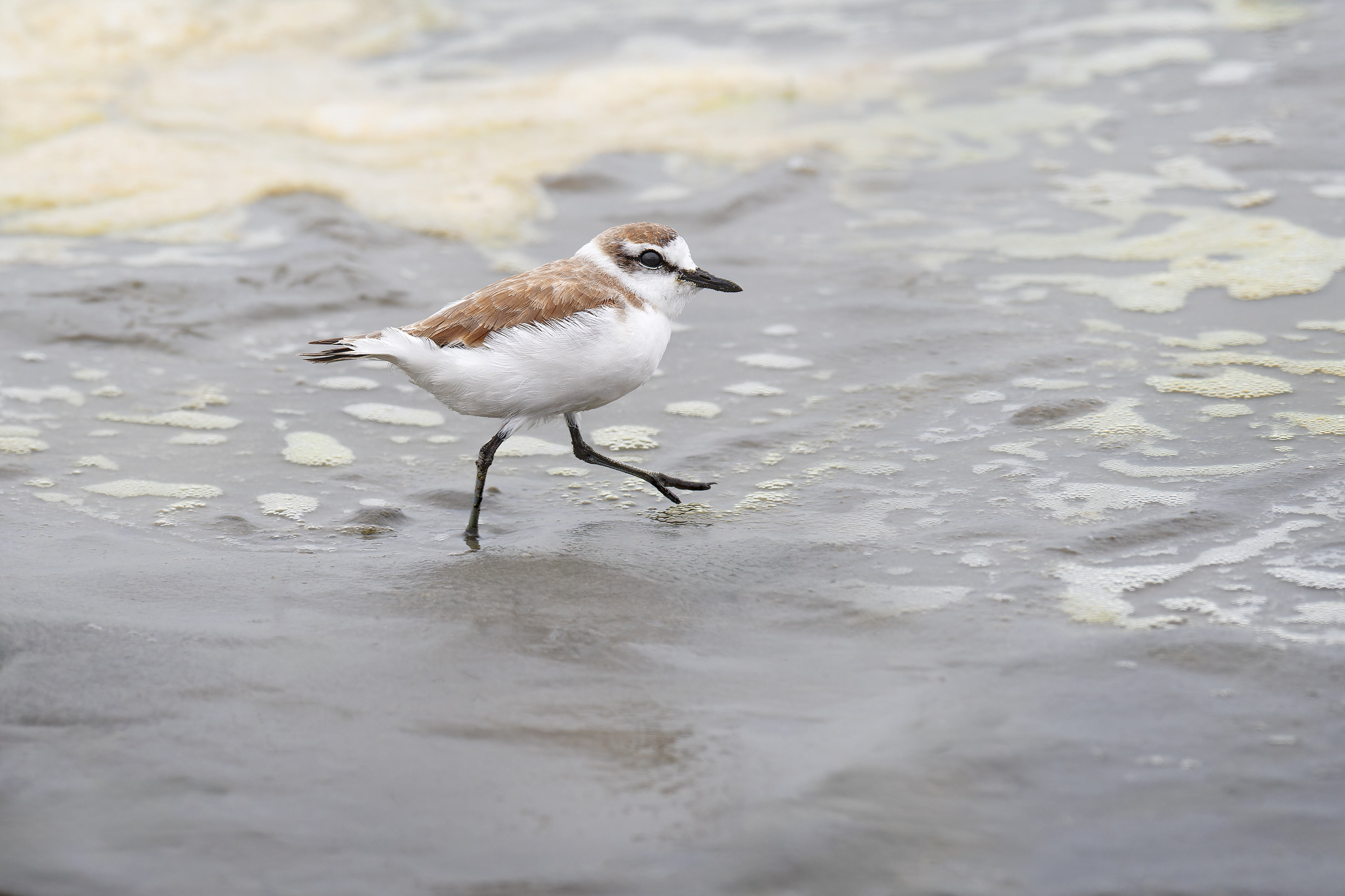 White-fronted Plover (Walvis Bay, Namibia)