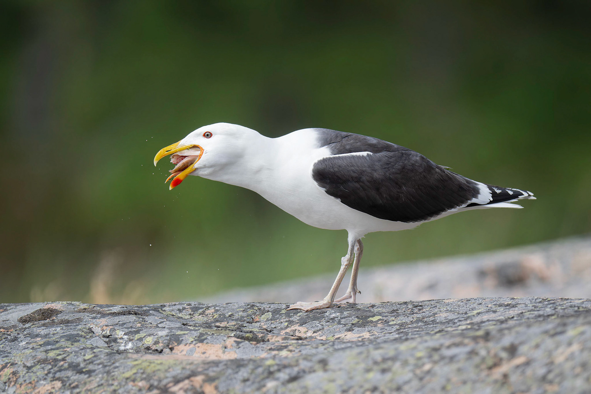 Lesser Black-backed Gull (Kustavi, Finland)